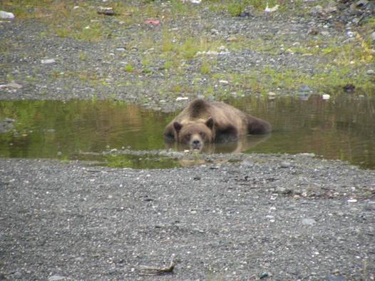Alaska Department of Fish and Game wildlife biologist Ryan Scott said yearling bears, such as the one in this photo, are still in many ways learning how to survive as a bear in Southeast Alaska. (Courtesy Photo | Alaska Department of Fish and Game)