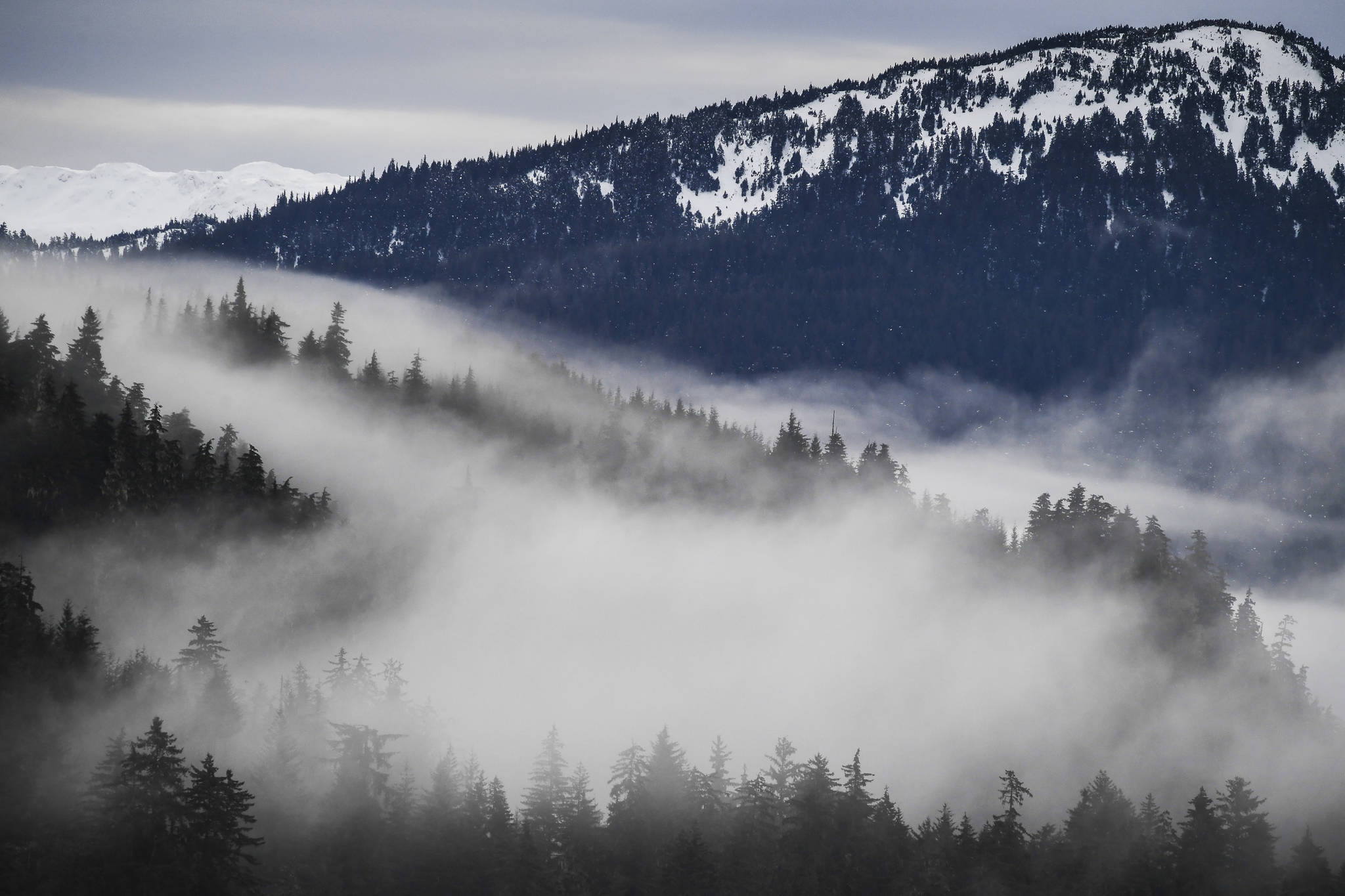 Fog drifts through the trees in the Tongass National Forest on Monday, Dec. 9, 2019. (Michael Penn | Juneau Empire)