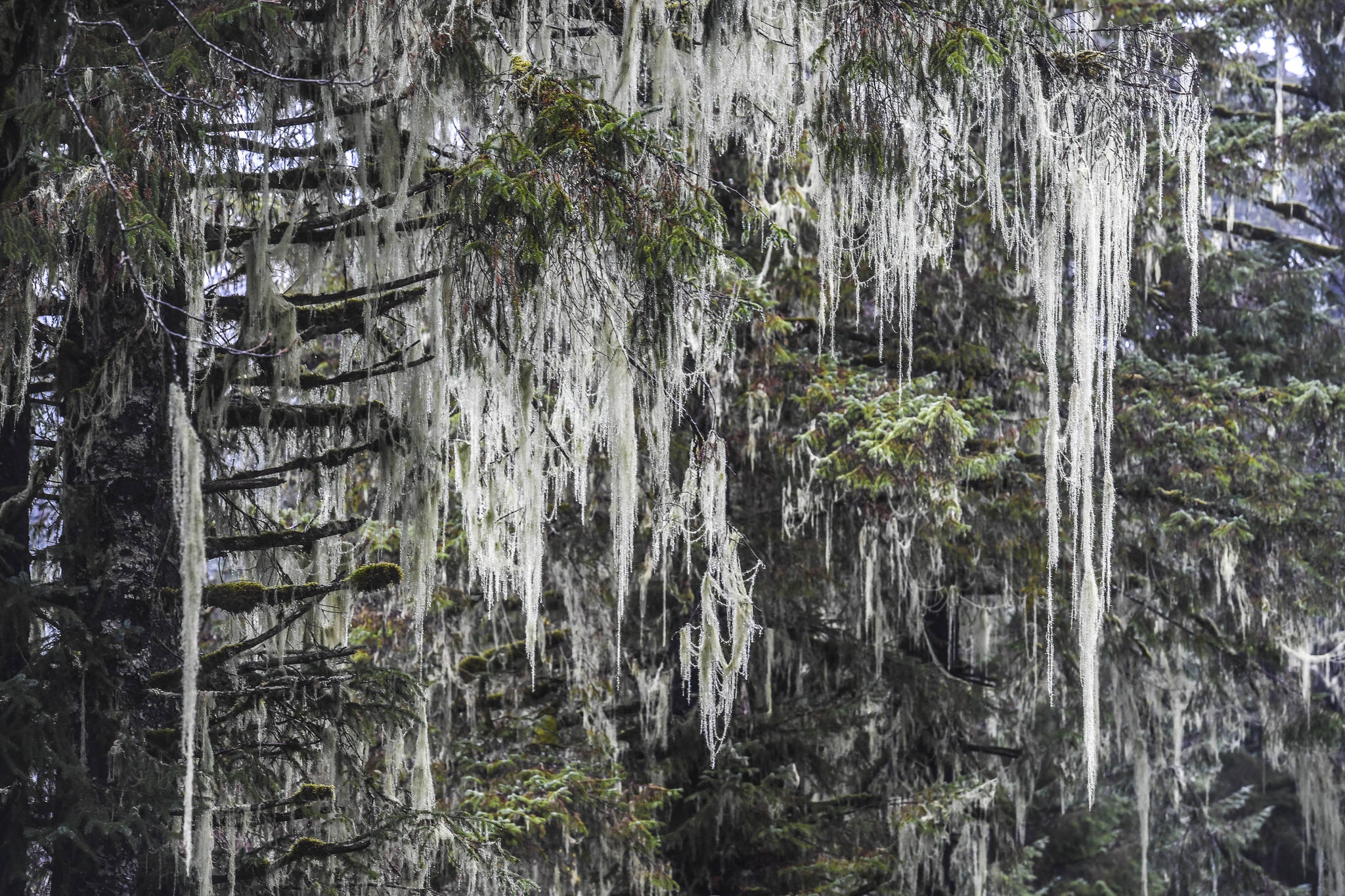 Usnea, better known as Old Man’s Beard, hangs from trees in the Tongass National Forest on Monday, Dec. 9, 2019. (Michael Penn | Juneau Empire)