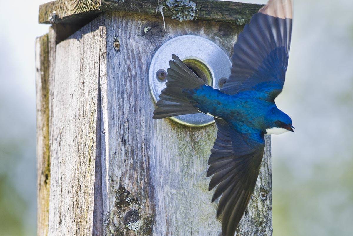 A tree swallow flies from a nesting box after feeding chicks at the Juneau Community Gardens in 2016. (Michael Penn | Juneau Empire)