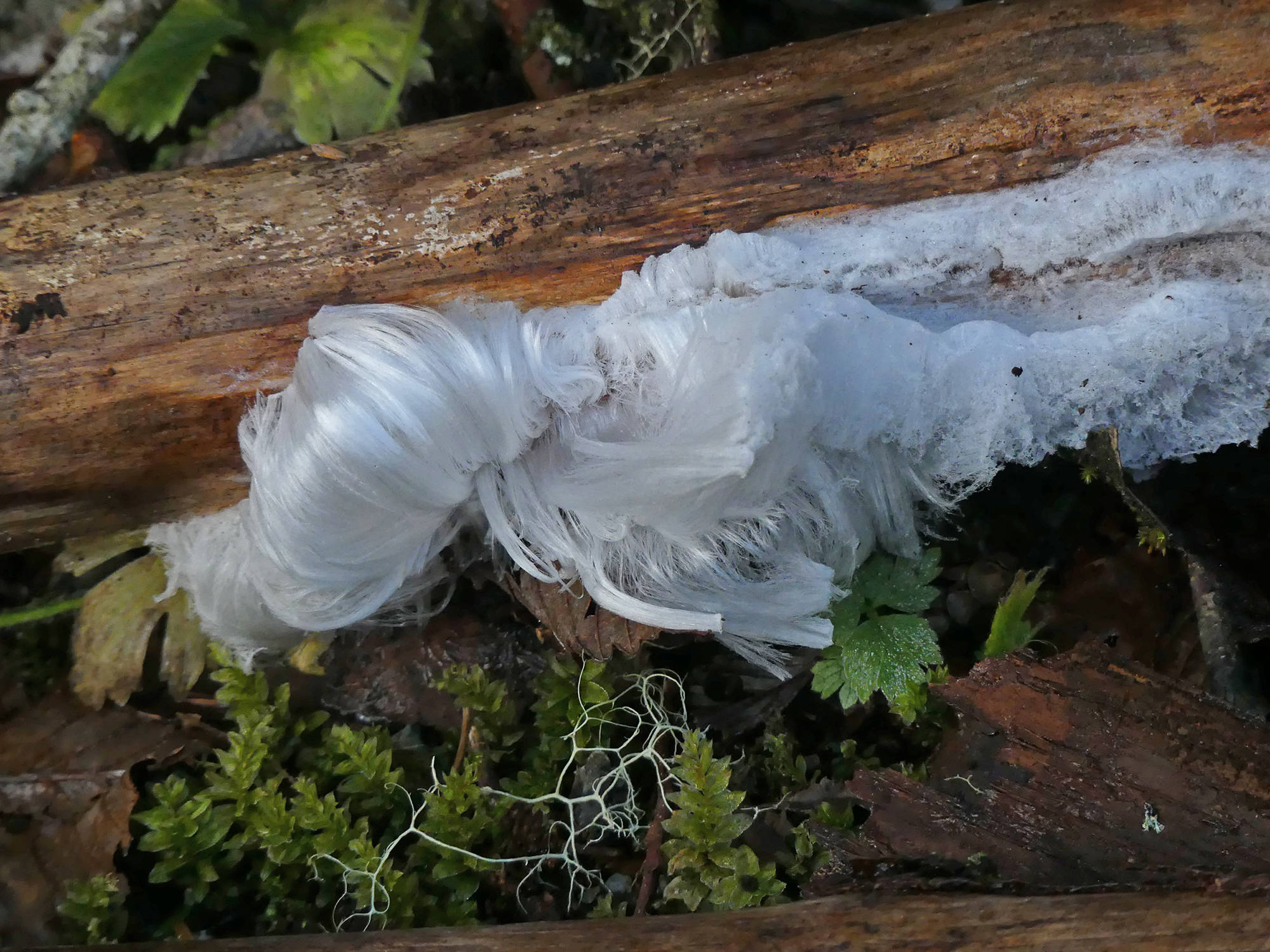 Hair frost grows on a piece of wood. (Courtesy Photo | Bob Armstrong)