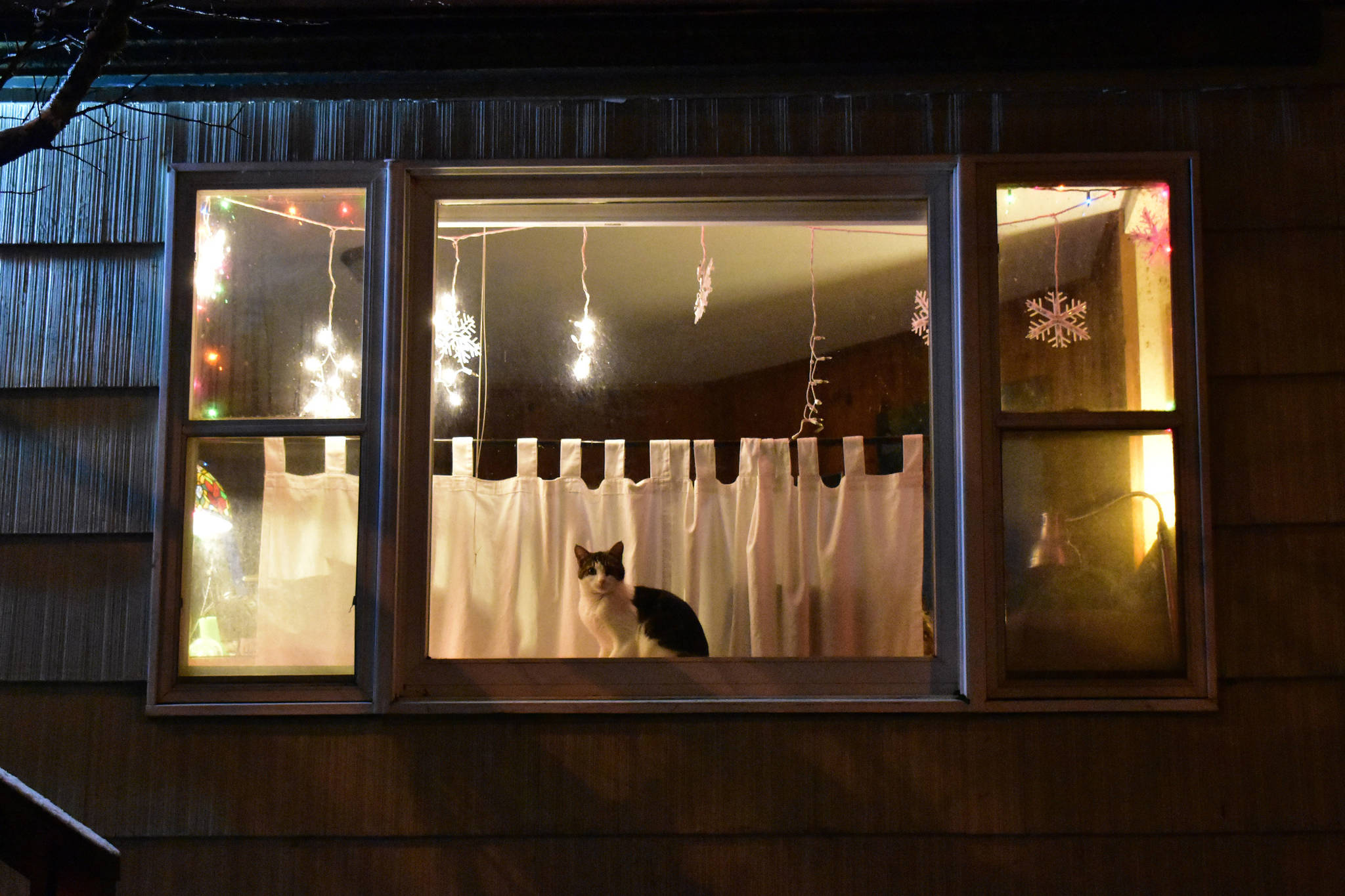 A cat sits in a window at a house in Douglas on Sat. Dec. 21, 2019. (Peter Segall | Juneau Empire)