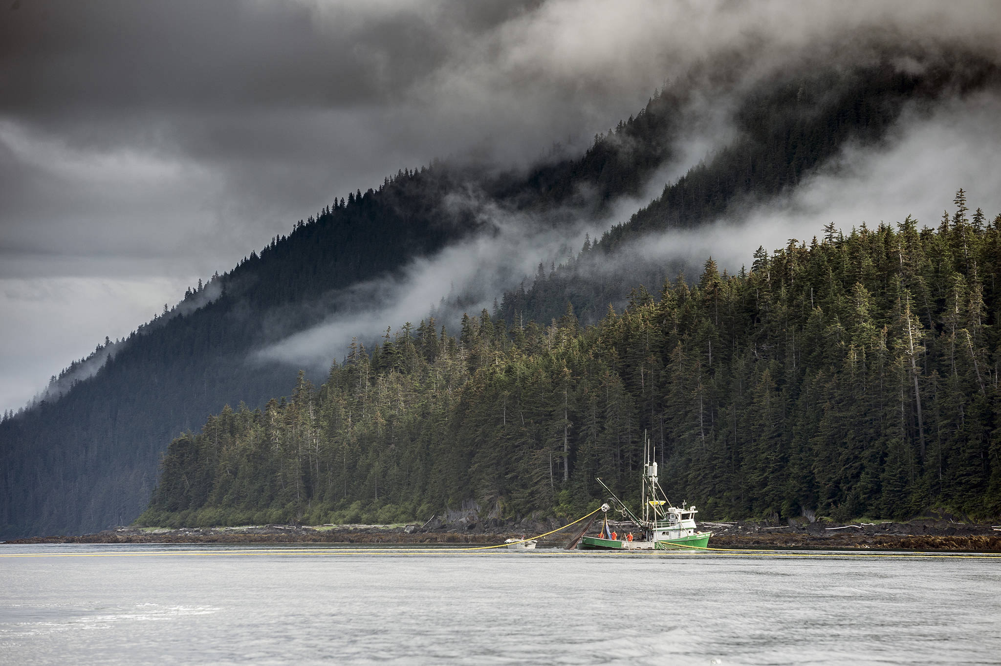 A seiner harvests salmon in the waters surrounding Southeast Alaska’s Tongass National Forest. On average, commercial fishermen catch an average of 48 million salmon born in the Tongass and the Chugach National Forests each year, for an annual average dockside value of $88 million. Scientists recently quantified the commercial value of Alaska’s “forest fish” for the first time. (Courtesy Photo | Chris Miller/csmphotos.com)