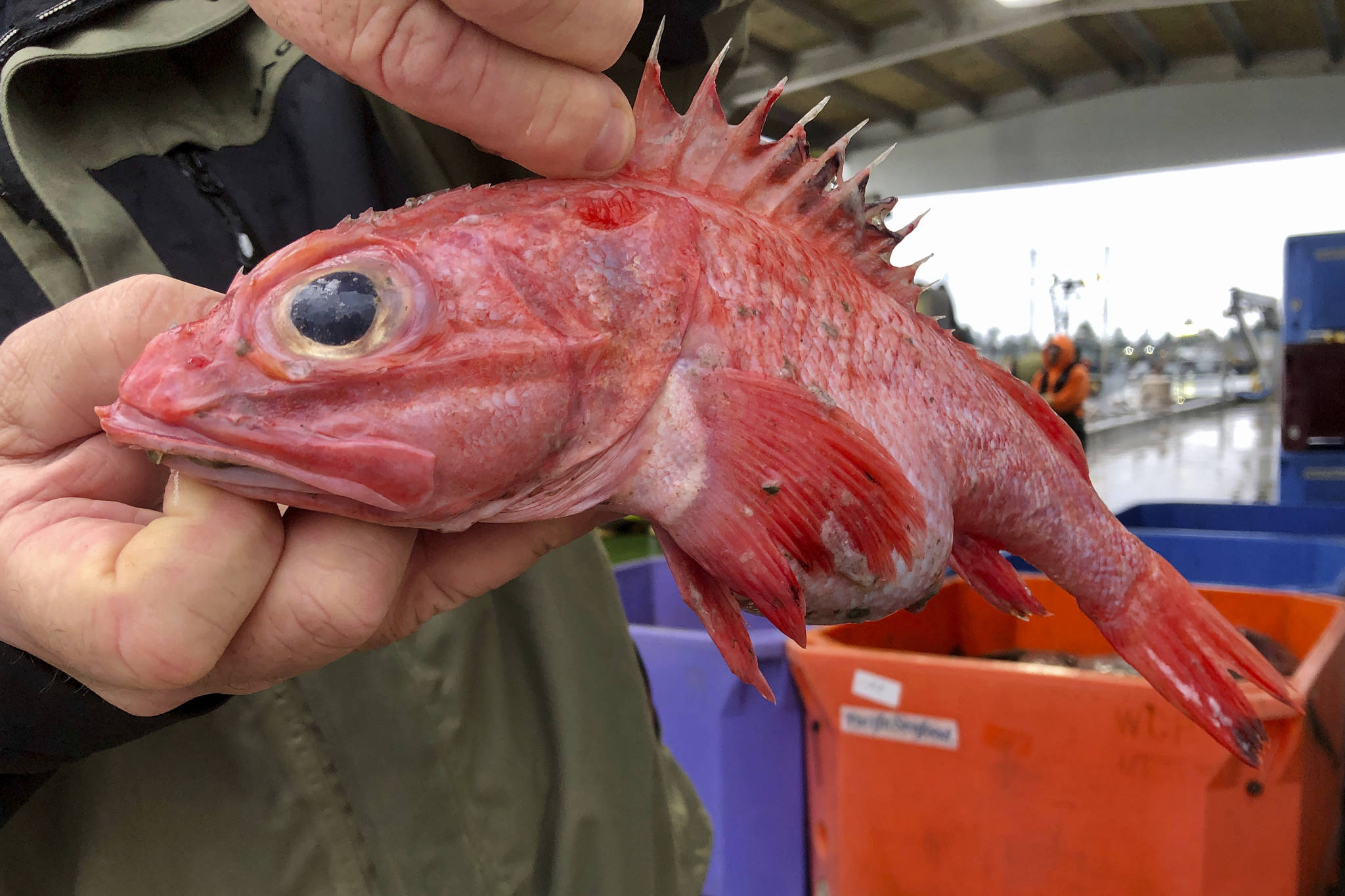 West Coast fishery rebounds in rare conservation ‘home run’