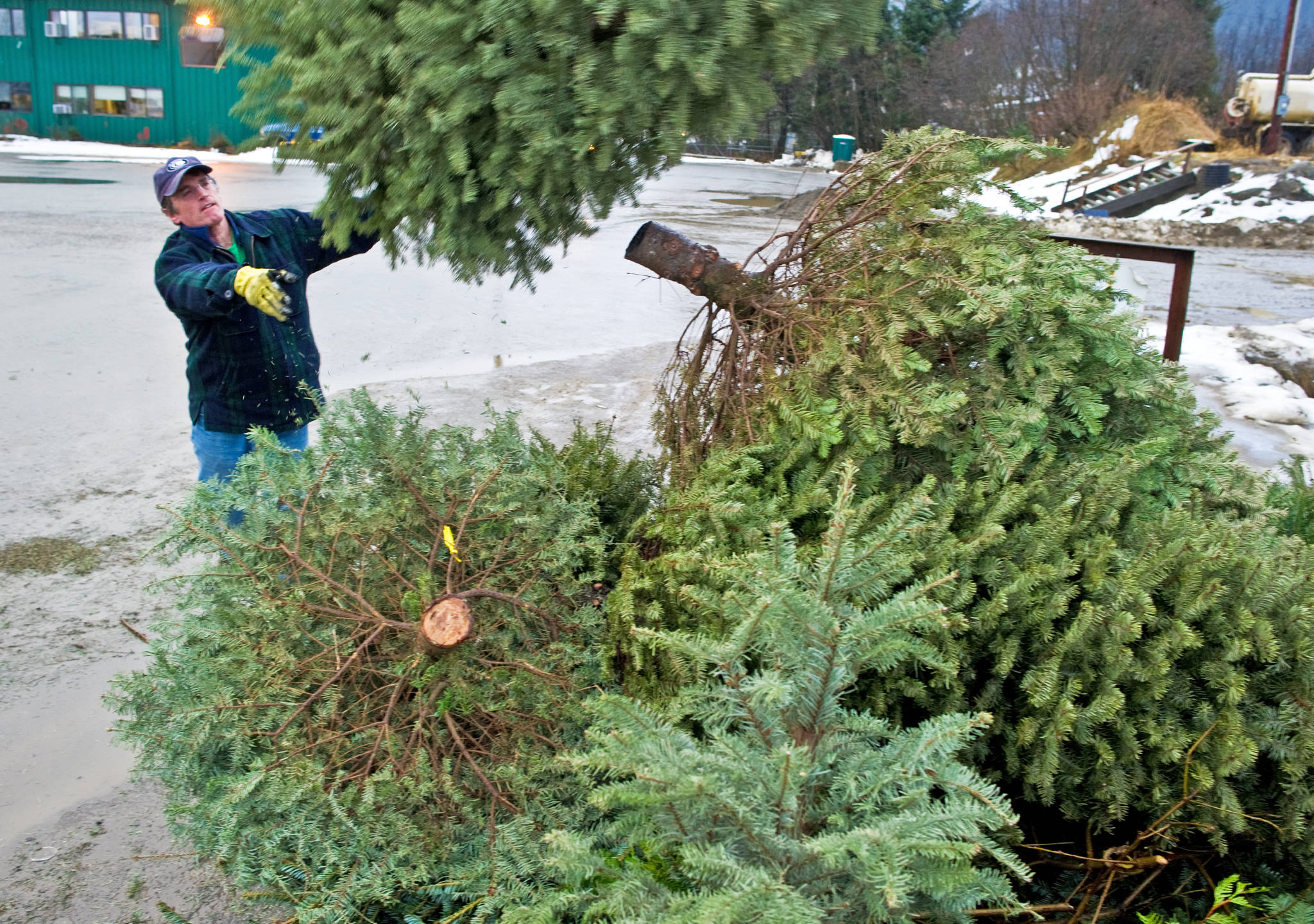 Landfill accepting Christmas trees for free this month
