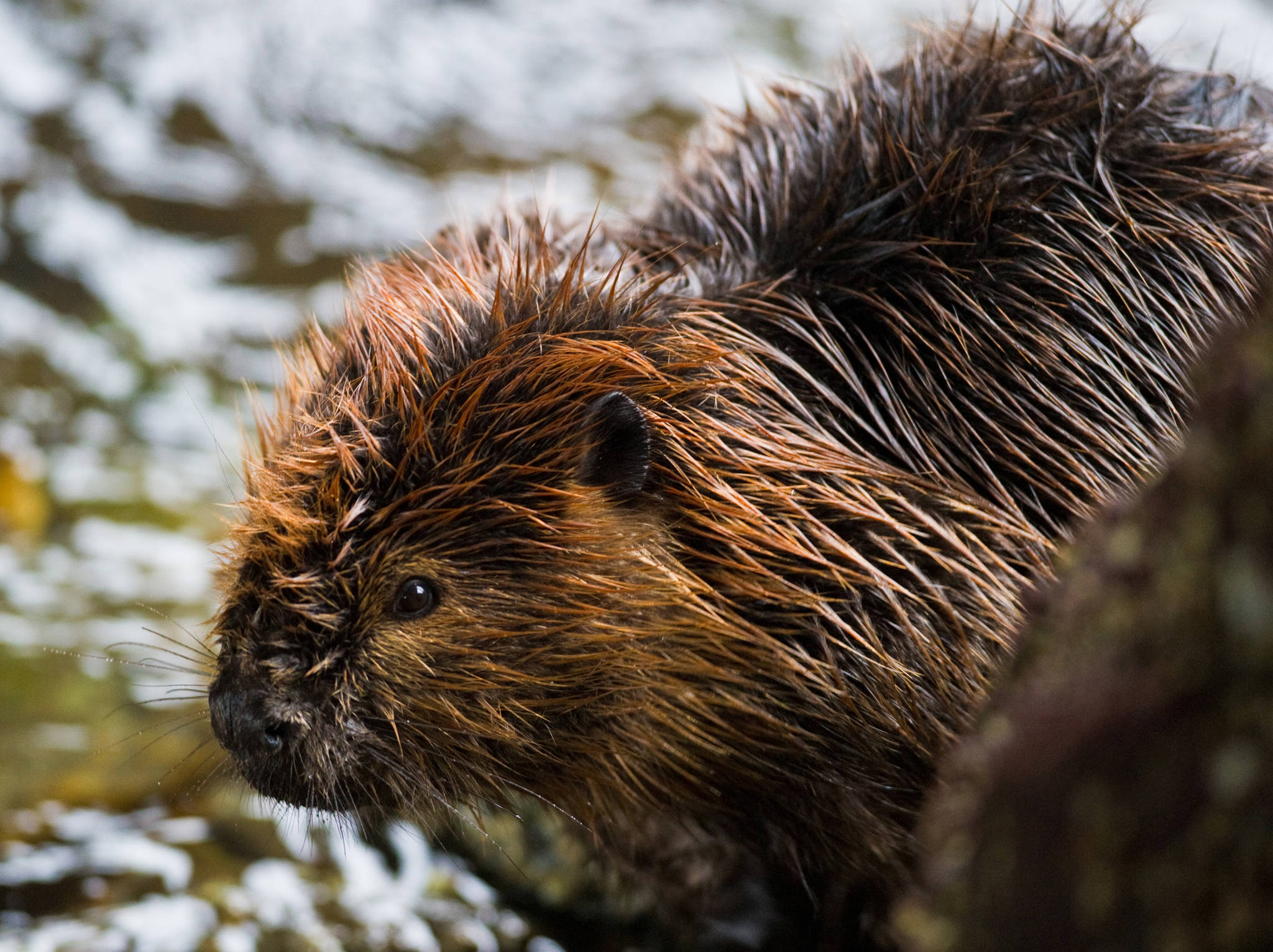 A beaver investigates Gold Creek in downtown Juneau in April 2013. (Juneau Empire File)