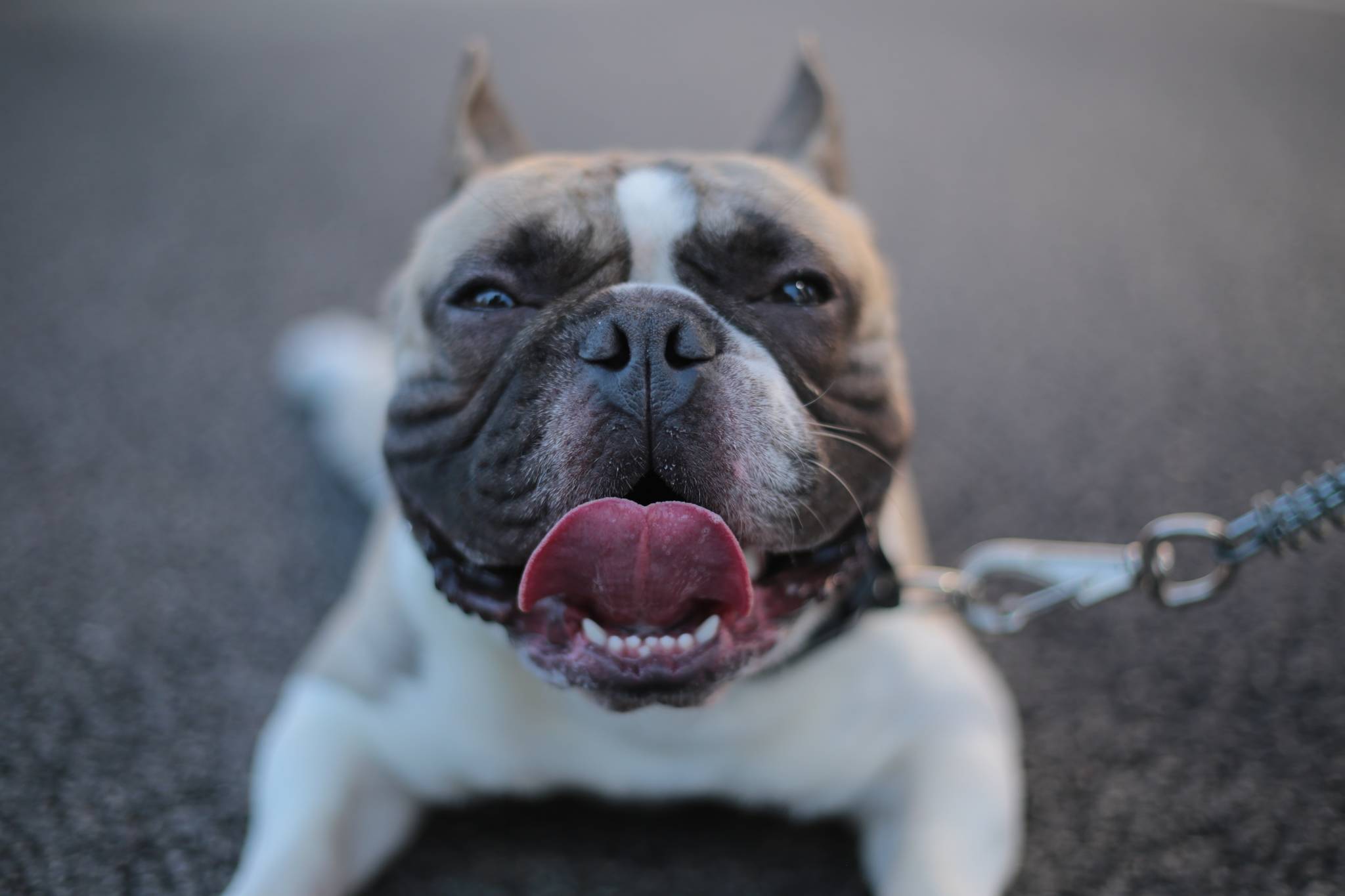 Opinion: Stop overbreeding pit bulls