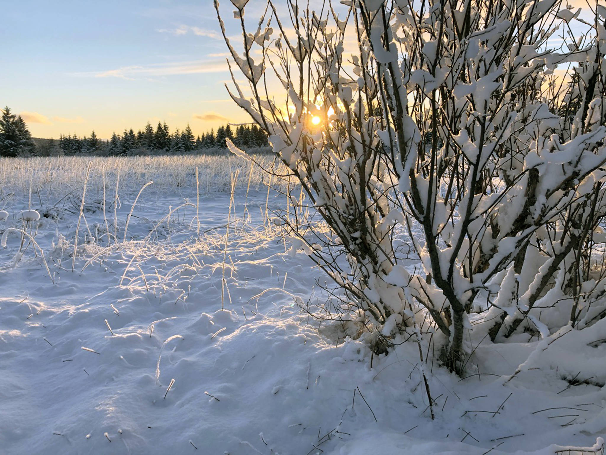 Courtesy photos | Katherine Hocker                                The sun illuminates a meadow’s edge in Gustavus on Jan. 3.
