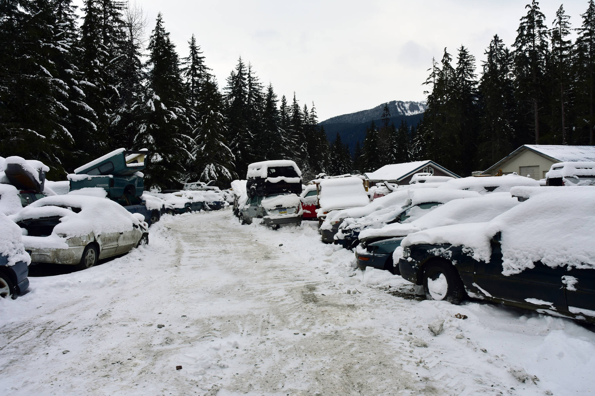 Peter Segall | Juneau Empire                                Cars sit on the property of Dale Losselyong, whom the City and Borough of Juneau has accused of running an illegal junkyard, on Thursday.