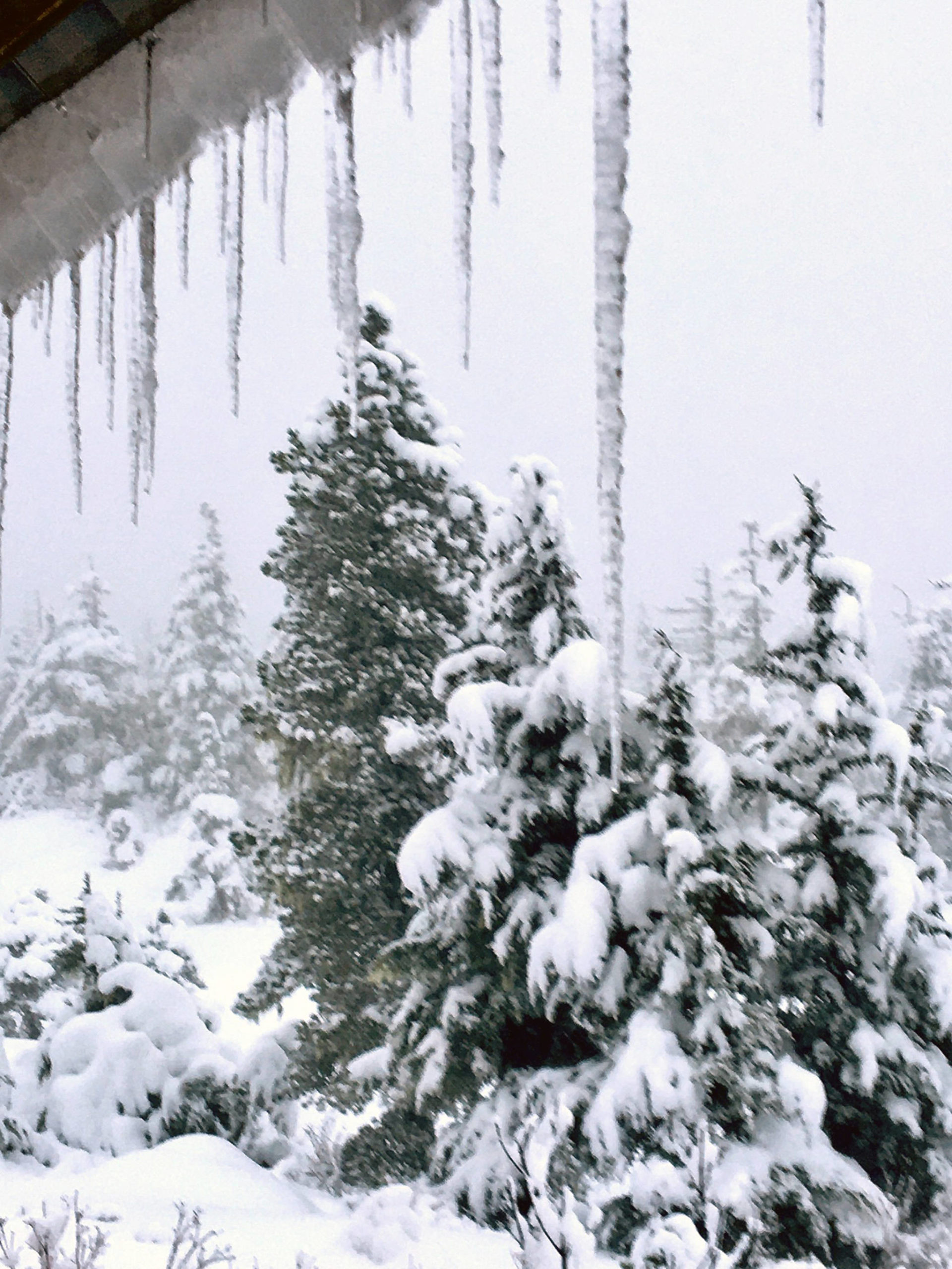 Winter view from John Muir cabin, Jan. 22. (Courtesy photo | Denise Carroll)