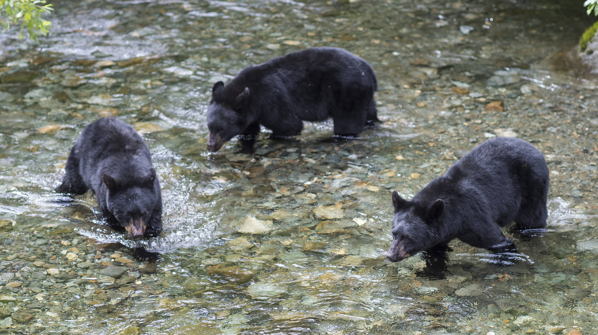 Michael Penn | Juneau Empire File                                Three 2-year-old black bear cubs hunt spawning sockeye salmon in Steep Creek at the Mendenhall Glacier Visitor Center in August 2018.