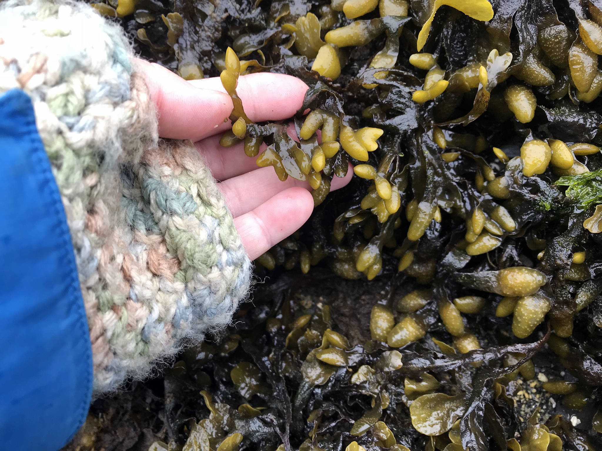 A close-up view of popweed, also known as bladderwrack and fucus. (Vivian Faith Prescott | For the Capital City Weekly)