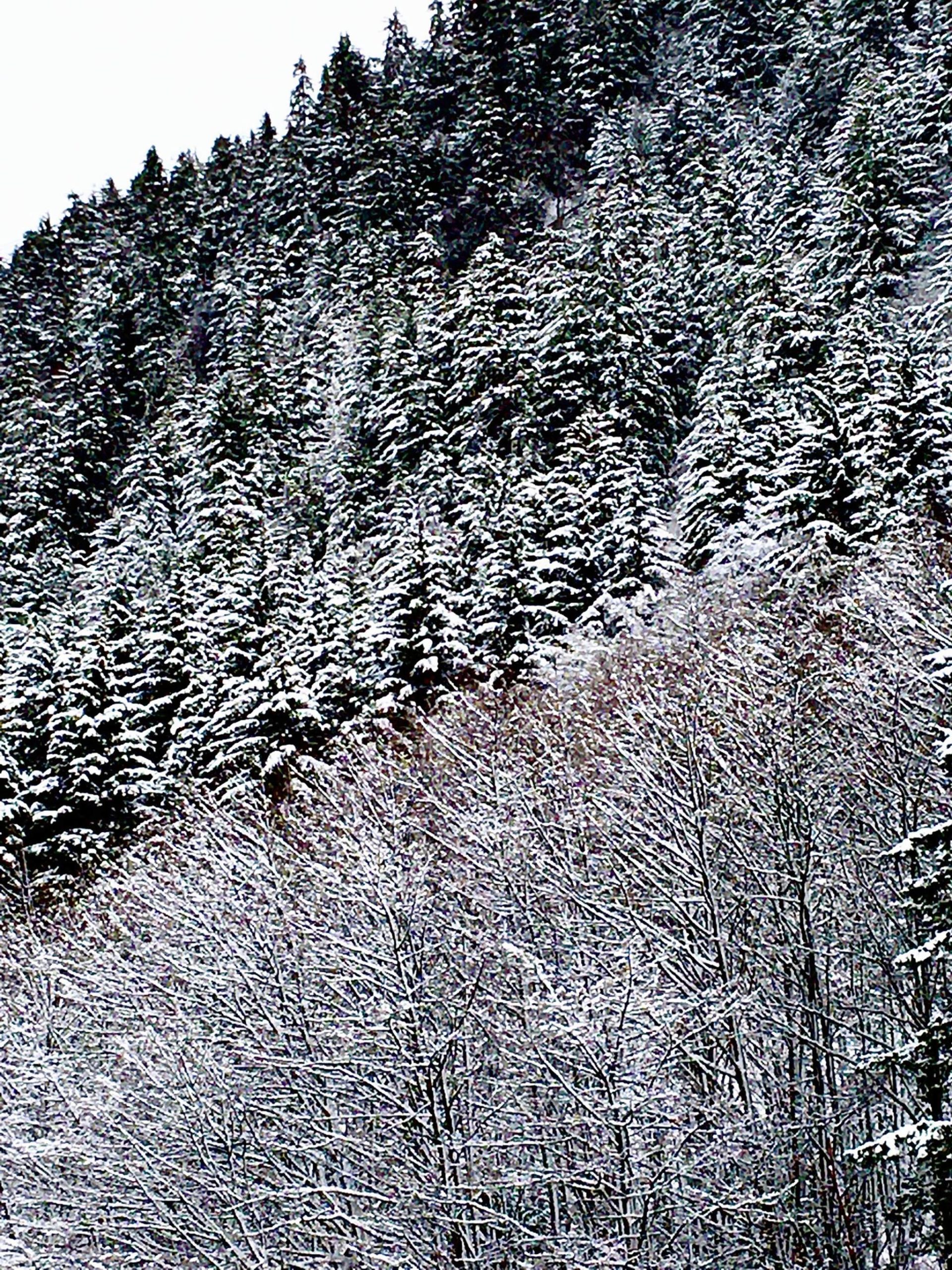 The line of demarcation: Deciduous, spruce and hemlock trees are seen Jan. 27 on Mount Roberts. (Courtesy photo | Denise Carroll)