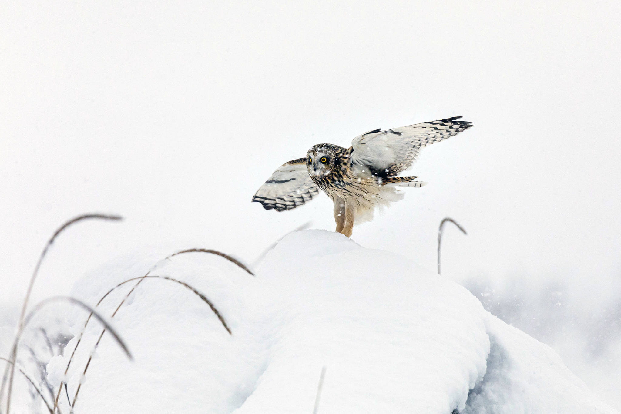 A short-eared owl lands on the snowy ground in Juneau on Jan. 30. (Courtesy photo | Gina Vose)