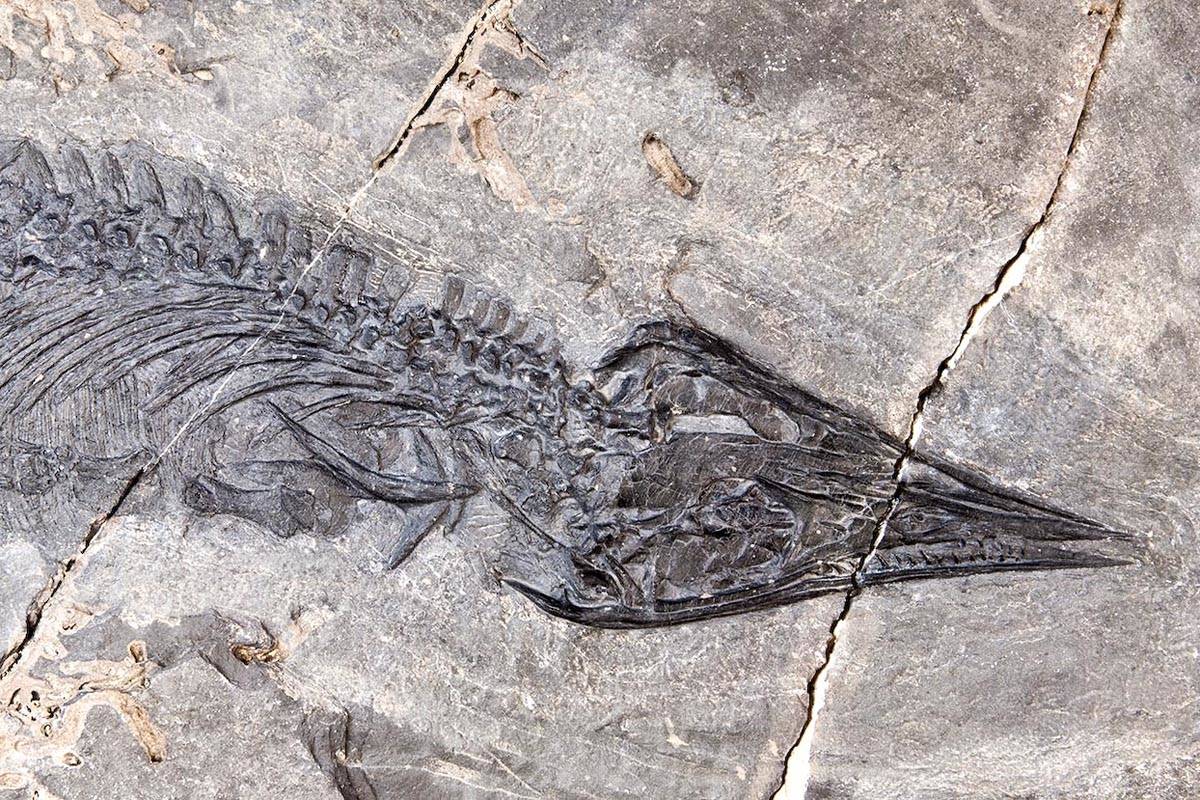 Courtesy photo | UA Museum of the North                                The fossil of Gunakadeit joseeae, which was found in Southeast Alaska. About two thirds of the tail had already eroded away when the fossil was discovered.