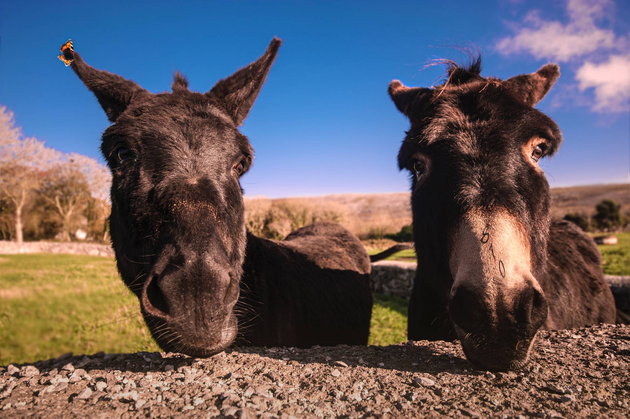Living & Growing: The Derech of the Donkey
