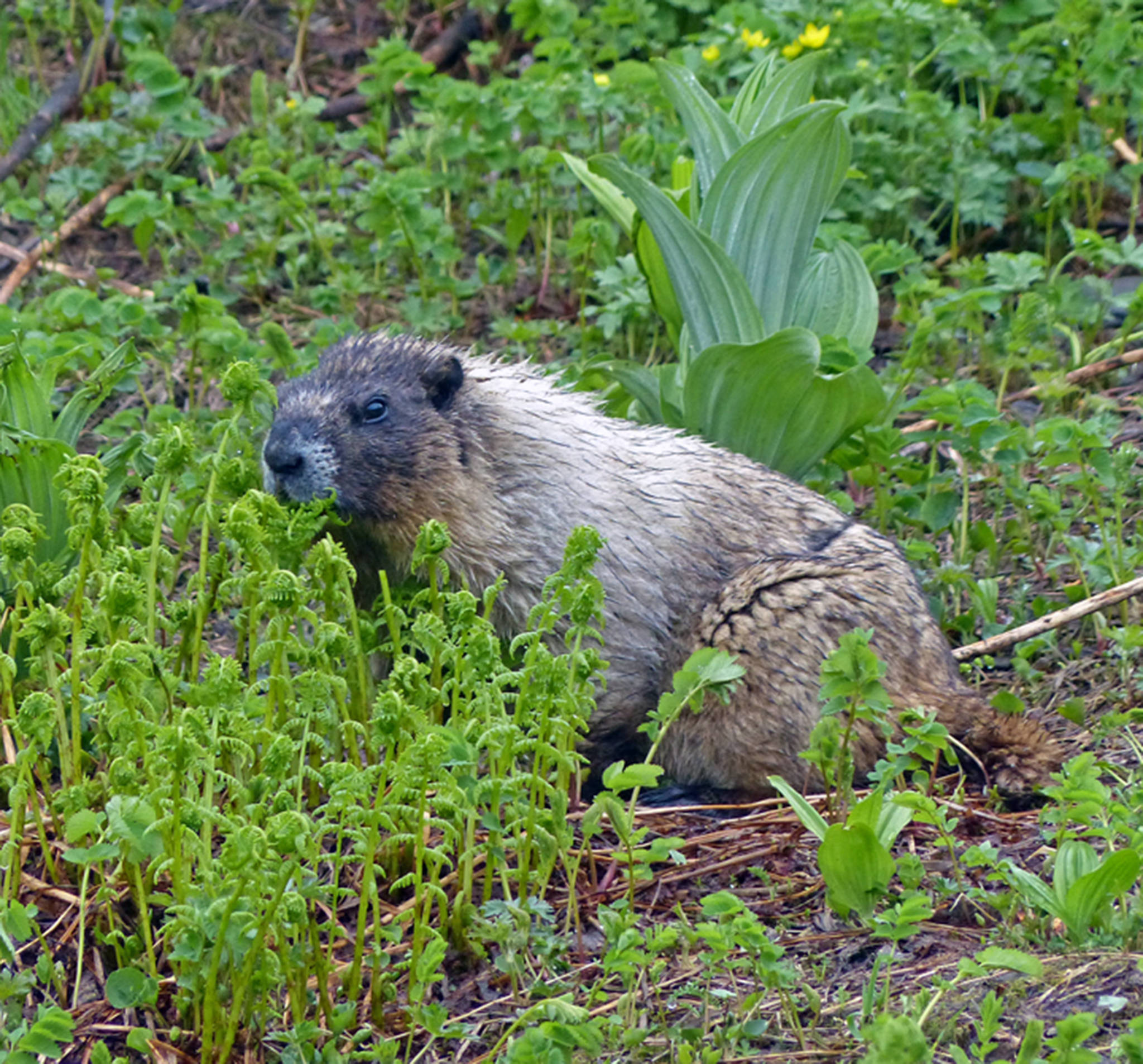 Courtesy photos | Bob Armstrong                                 In this June 26, 2013, photo, a hoary marmot eats ferns on Mount Roberts.