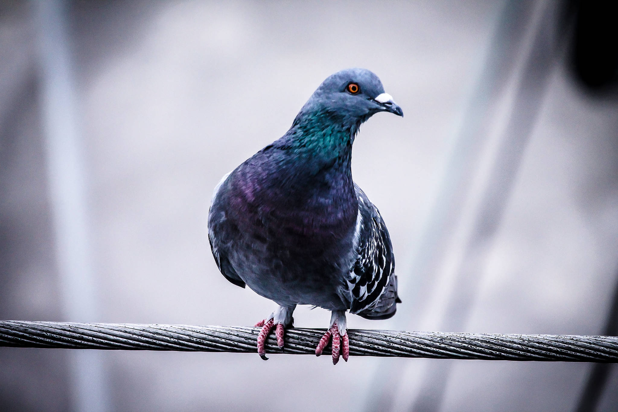 Homing pigeons use magnetic sense to locate their home roost.