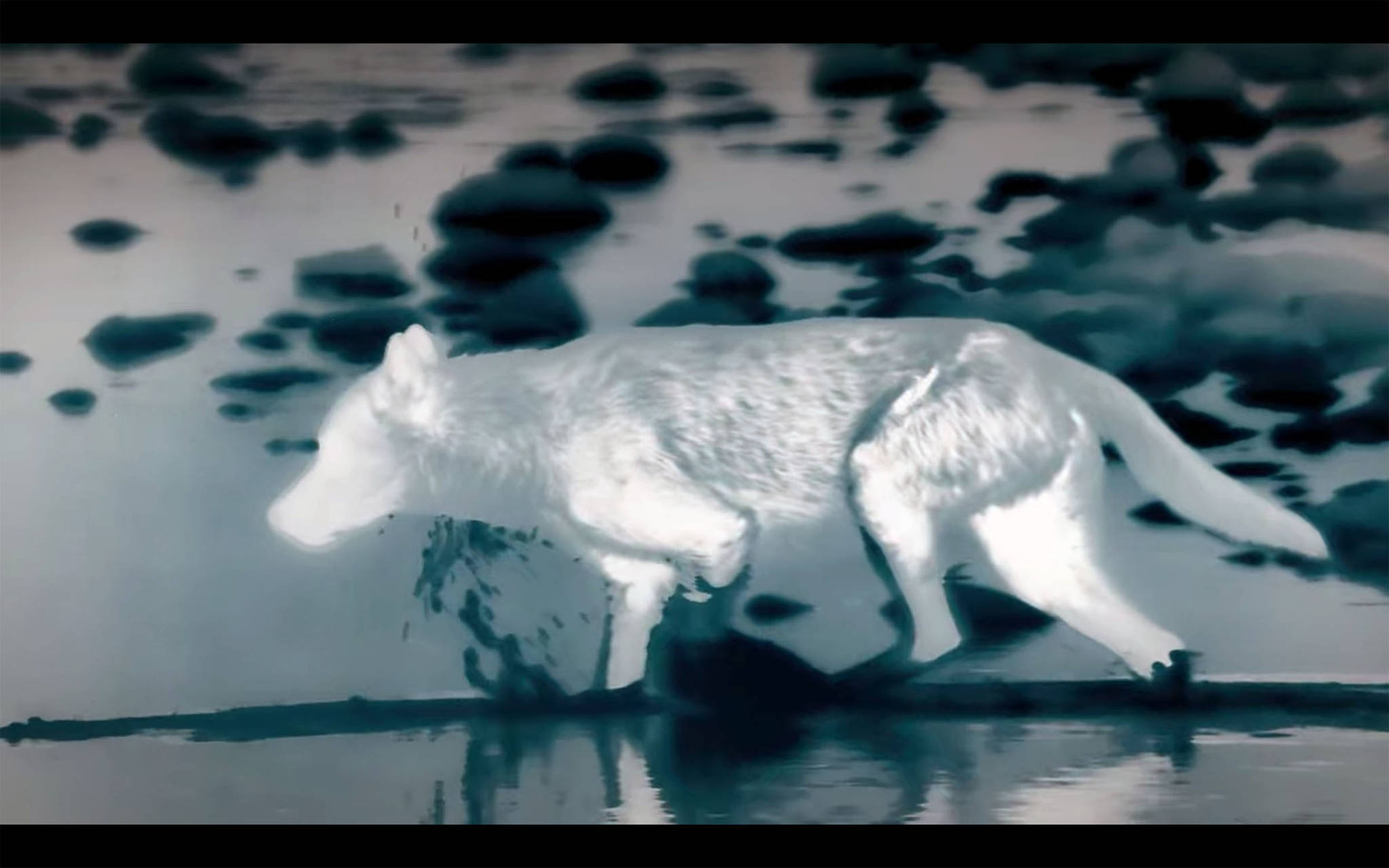 A wolf walks through the water searching for salmon during the shoot for “Night on Earth.” (Screenshot)