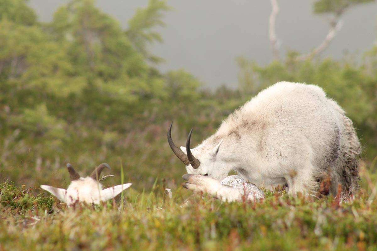 Jeff Lund | For the Juneau Empire                                Dall sheep in the wild.