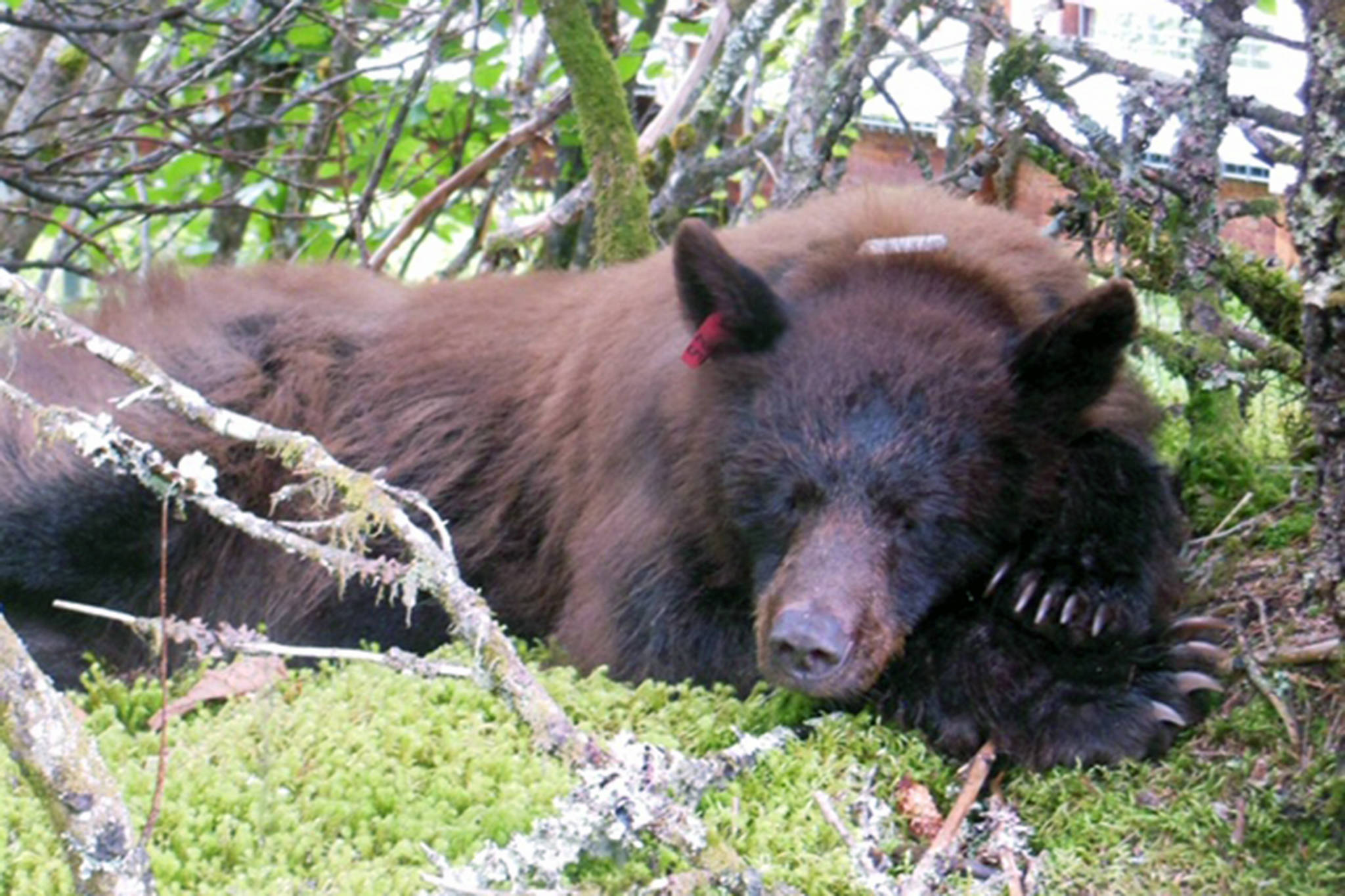 Nicky the bear sleeps near Mendenhall Glacier Visitor Center. The famous bear with a nicked ear was the subject Friday of a public lecture at the center. (Courtesy photo | Laurie Craig)