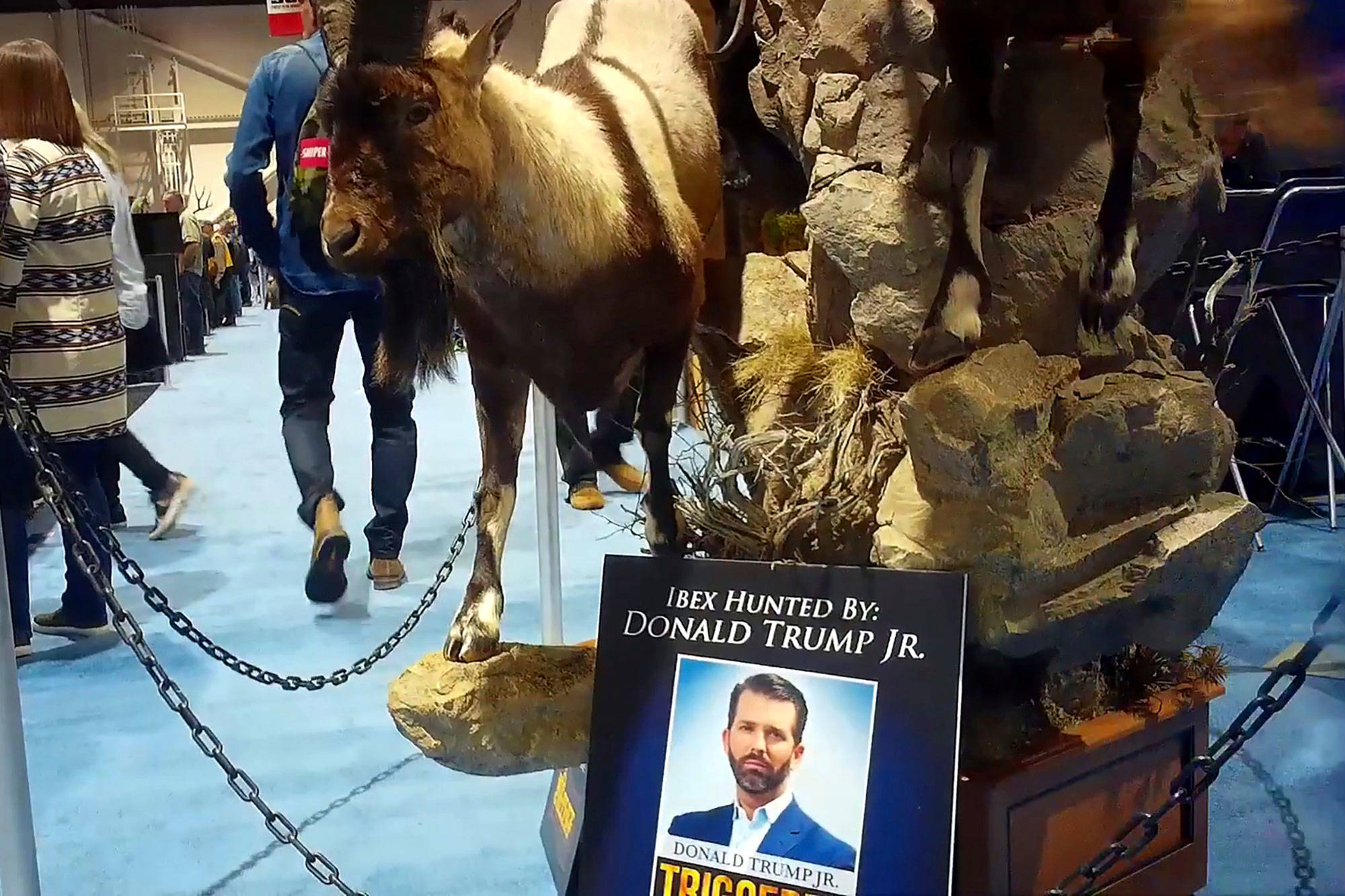 Humane Society of the United States                                 This file image from video shows taxidermy hunted by Donald Trump Jr. at the Safari Club International’s 2020 annual convention held in Reno, Nevada.