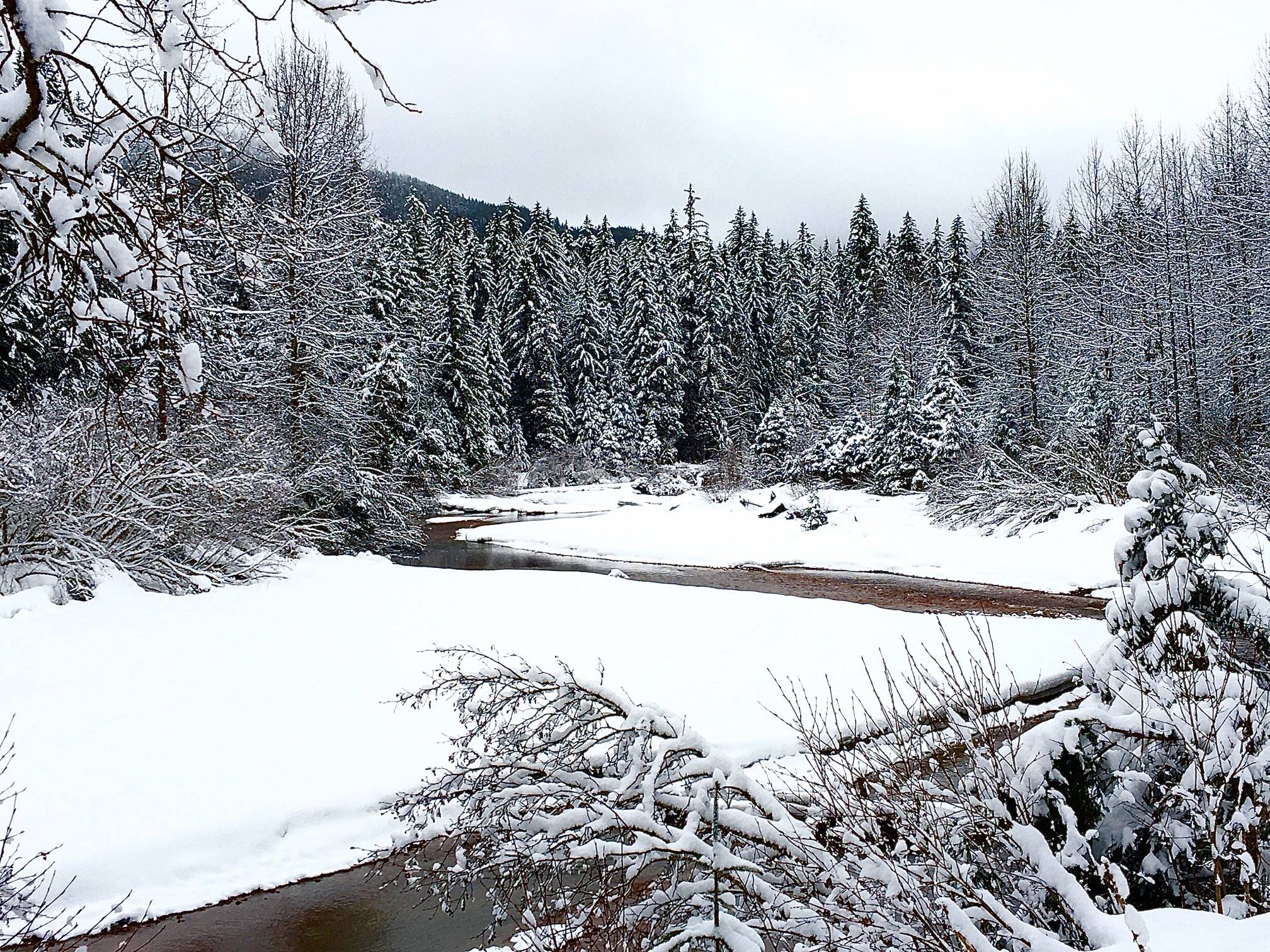 Herbert River, as seen on Feb. 26, meanders through a meadow and back into the woods. (Courtesy photos | Denise Carroll)
