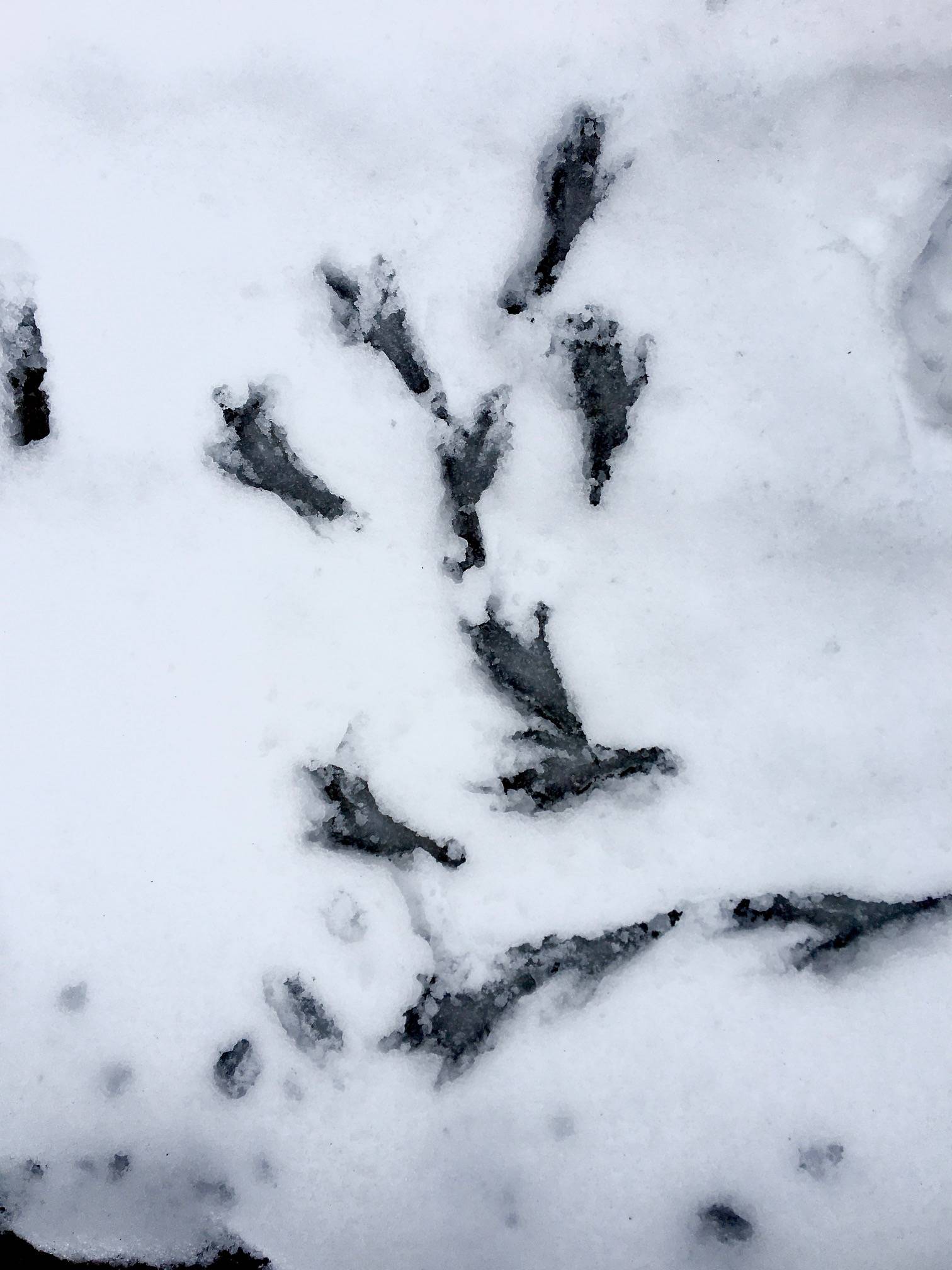 These footprints in the snow, seen on Feb. 26, look like footsteps for a raven dance. (Courtesy photos | Denise Carroll)