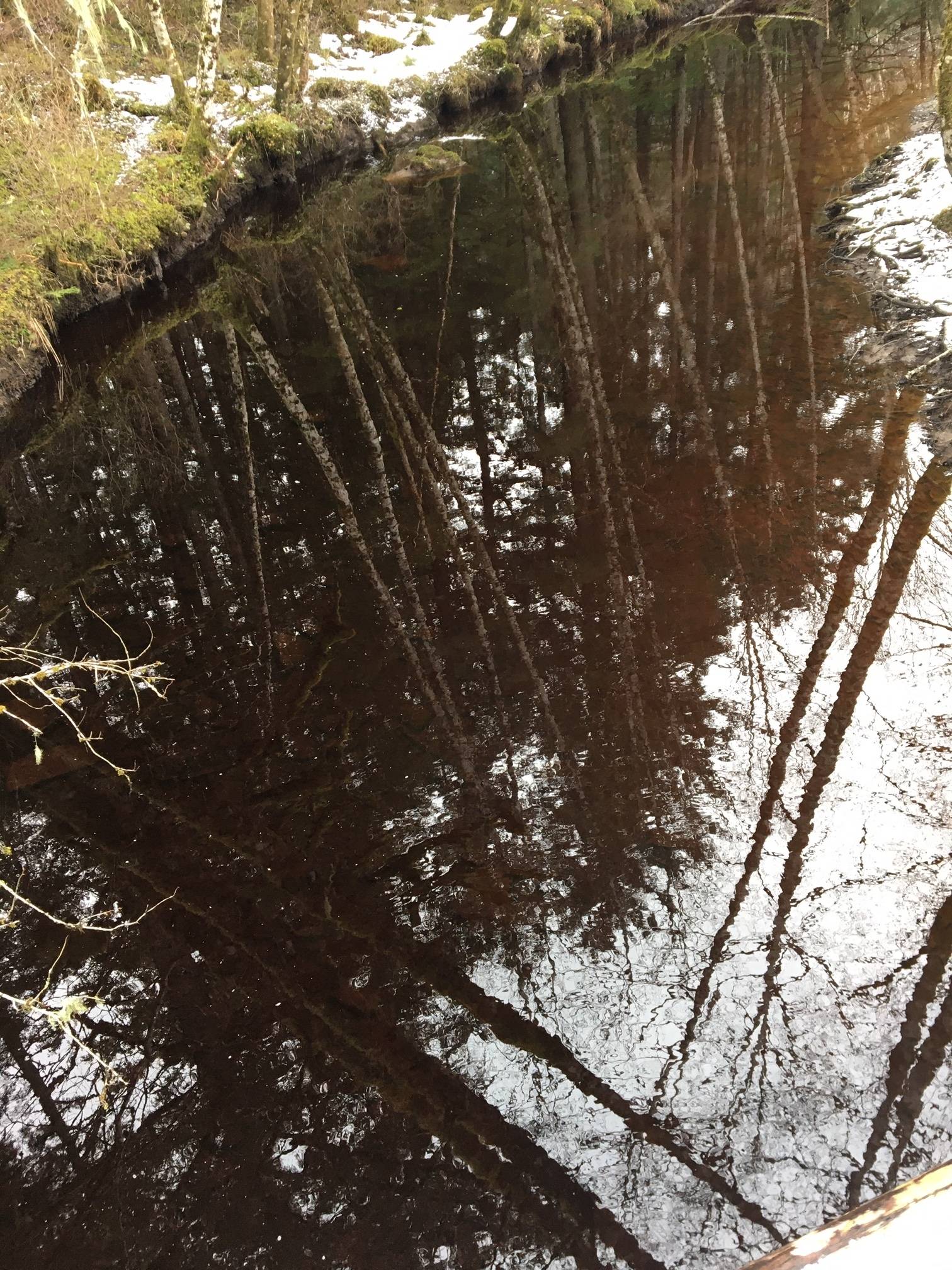 Forest reflections can be seen in the waters of Peterson Creek on Wednesday, March 4, 2020. (Courtesy Photo | Denise Caroll)