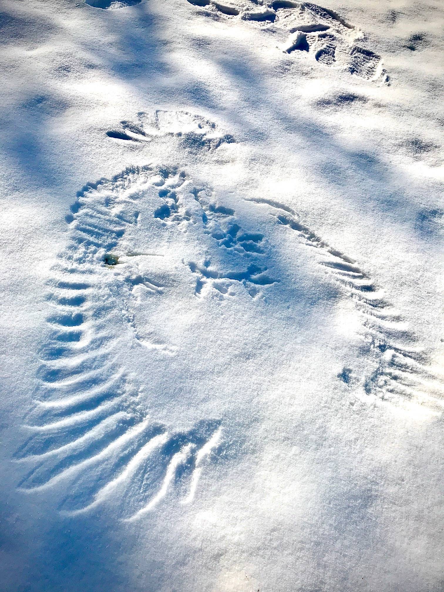 Gene Randall, who took this photo, says he enjoys tracking mice, squirrel, porcupine, mink, otter and deer through our winter lawn but have never seen such a display of the “Snow Phoenix” and the likely demise of a mouse. The photo was taken March 11, 2020. (Courtesy Photo | Gene Randall)