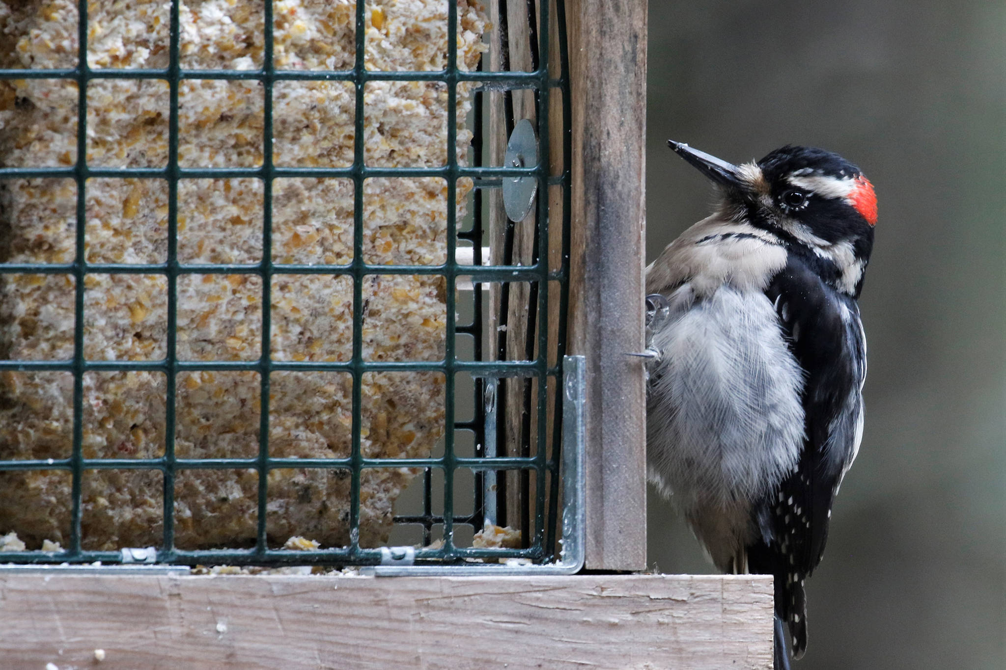 A hairy woodpecker checks out a suet feeder in the Back Loop area on March 29. (Courtesy Photo | Linda R. Shaw)