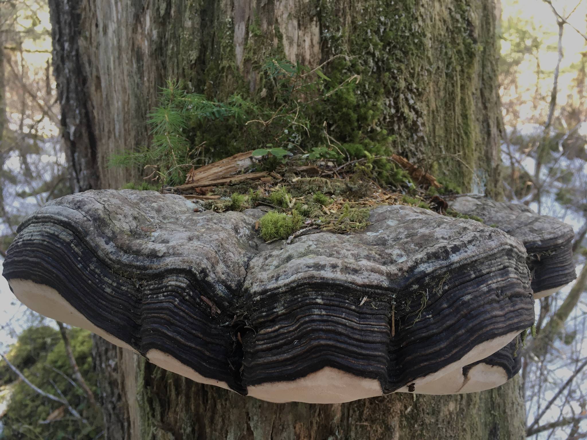 A “fairy forest” forms on a conk mushroom. (Courtesy Photo |Deborah Rudis)