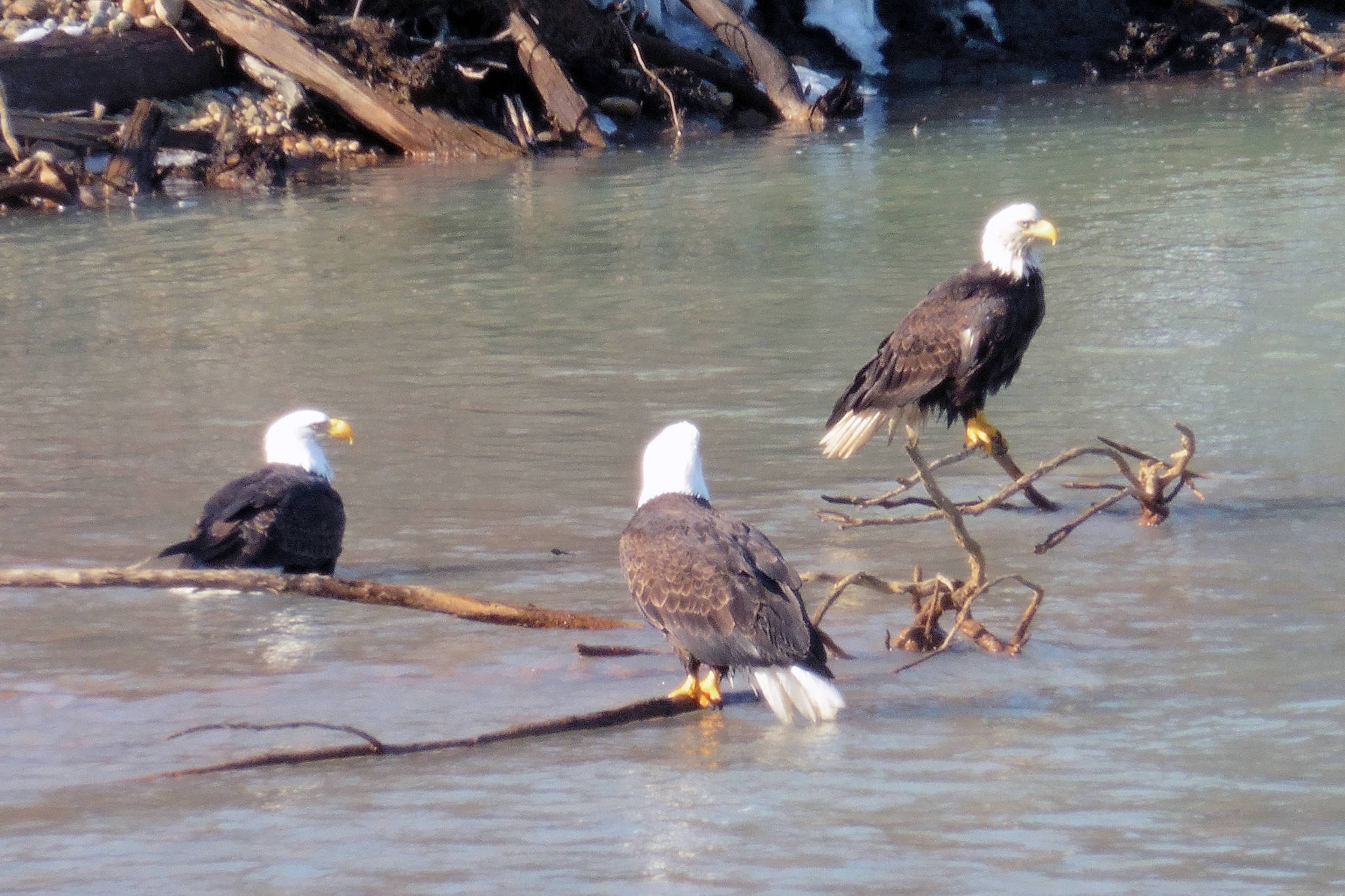 Three bald eagles take a spring bath on March 19. Photographer David Athearn says social distancing was observed. (Courtesy Photo | David Athearn)