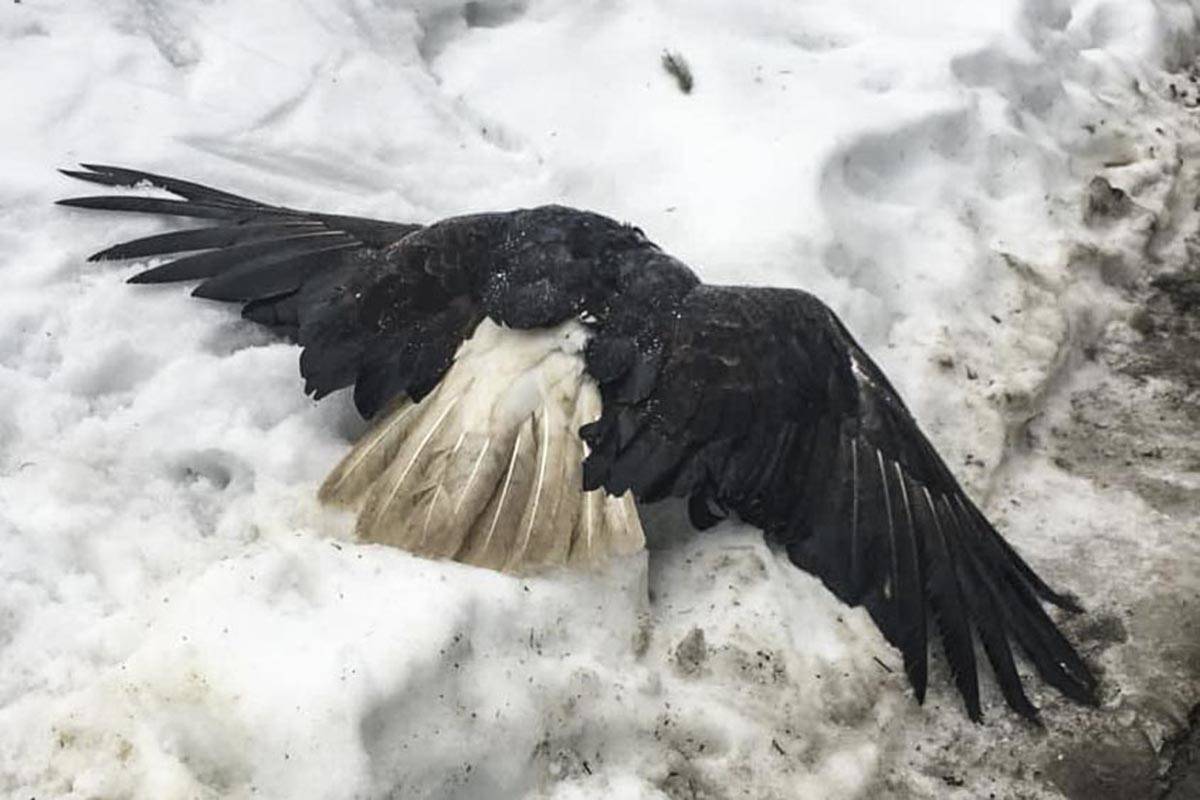 A pair of bald eagles was rescued Monday by the Juneau Raptor Center after sustaining unknown injuries near Lemon Creek, March 2, 2020. The eagles will be cared for in Juneau for now but could eventually be sent to the Alaska Raptor Center in Sitka. (Courtesy Photo | Juneau Raptor Center)