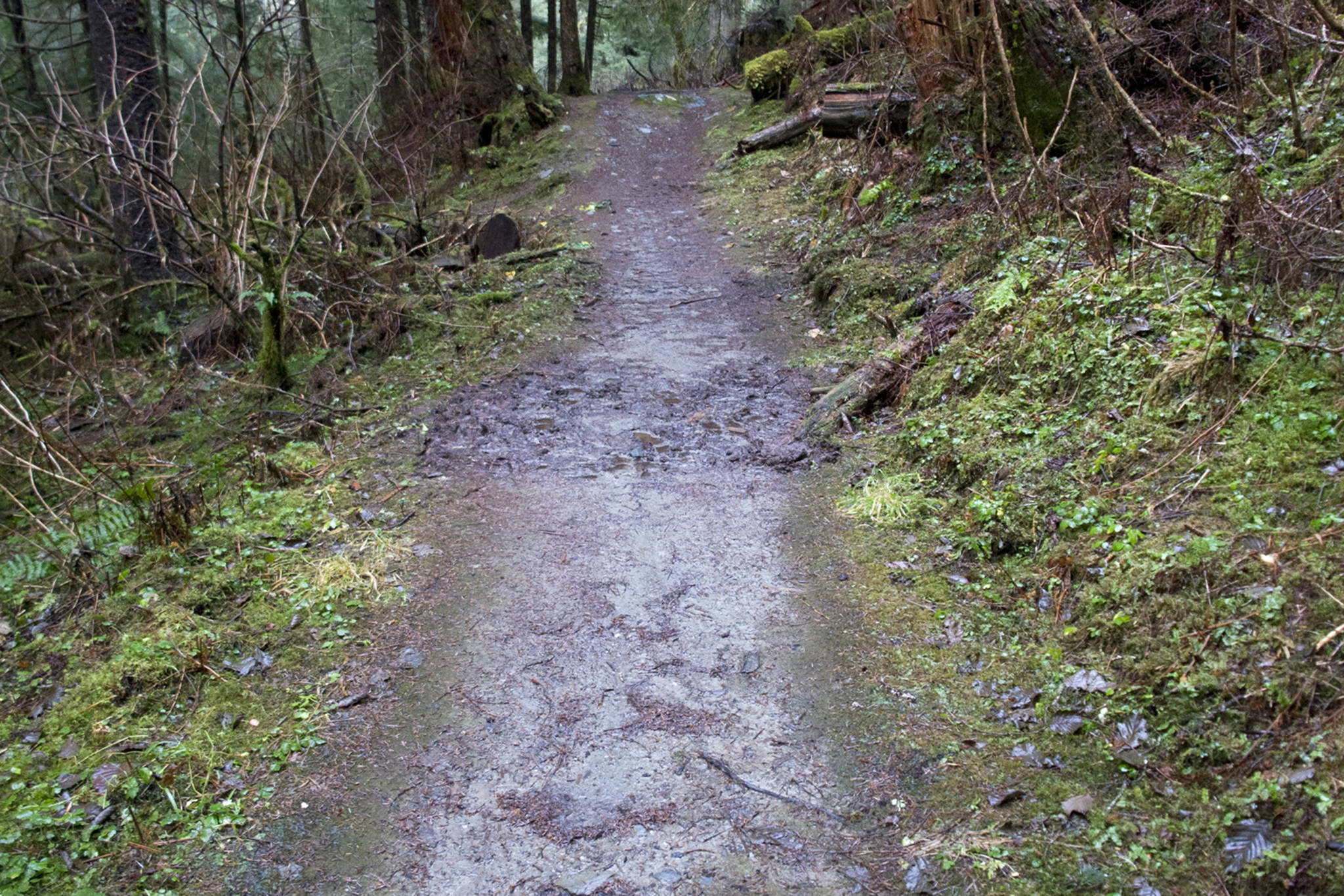 Lemon Creek Trail as seen in November 2016 has its own soundscape. (Michael Penn | Juneau Empire File)