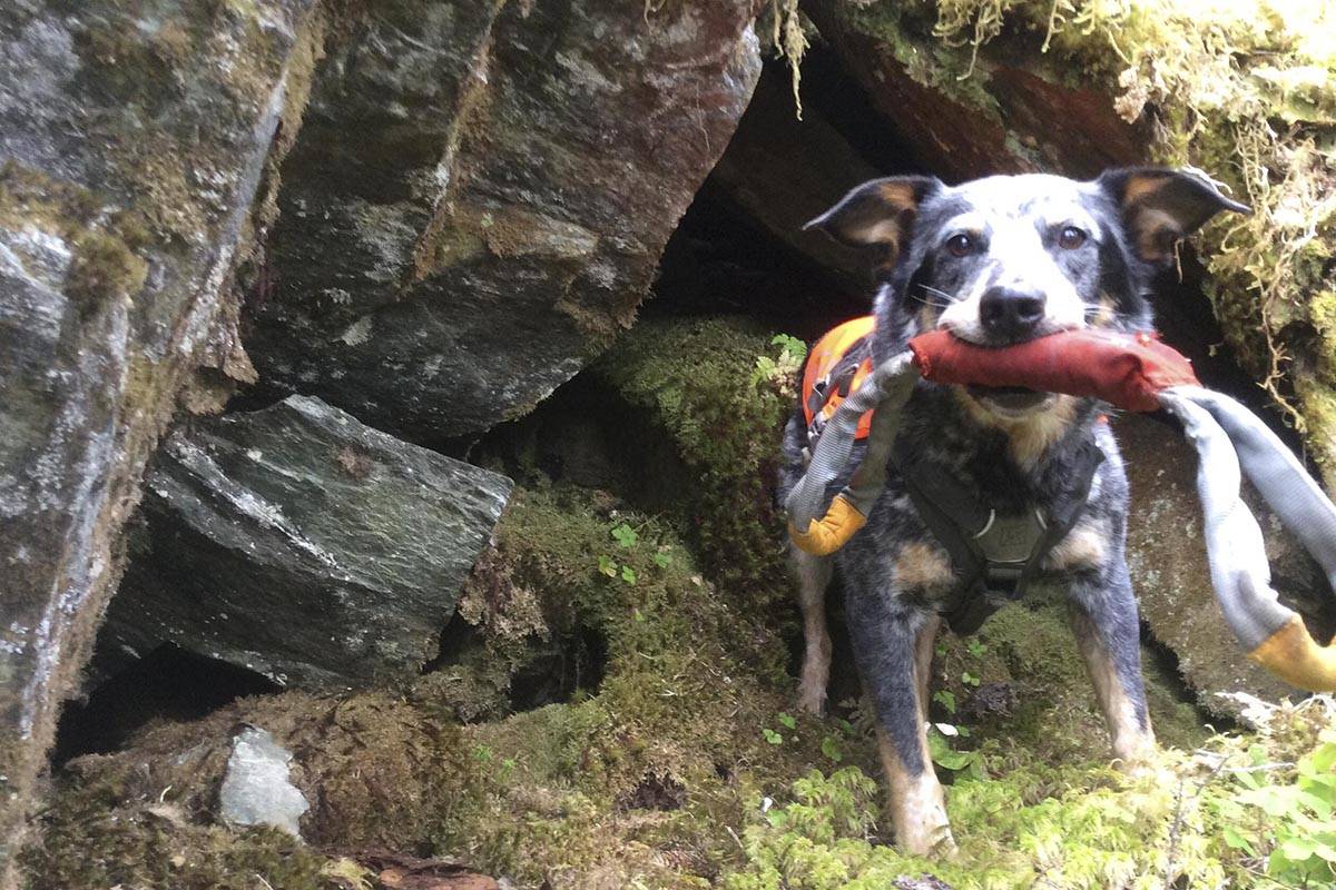 Jack the dog and researchers from the Alaska Department of Fish and Game look for crannies where bats hibernate in the winter. (Courtesy photo | Tory Rhoads)