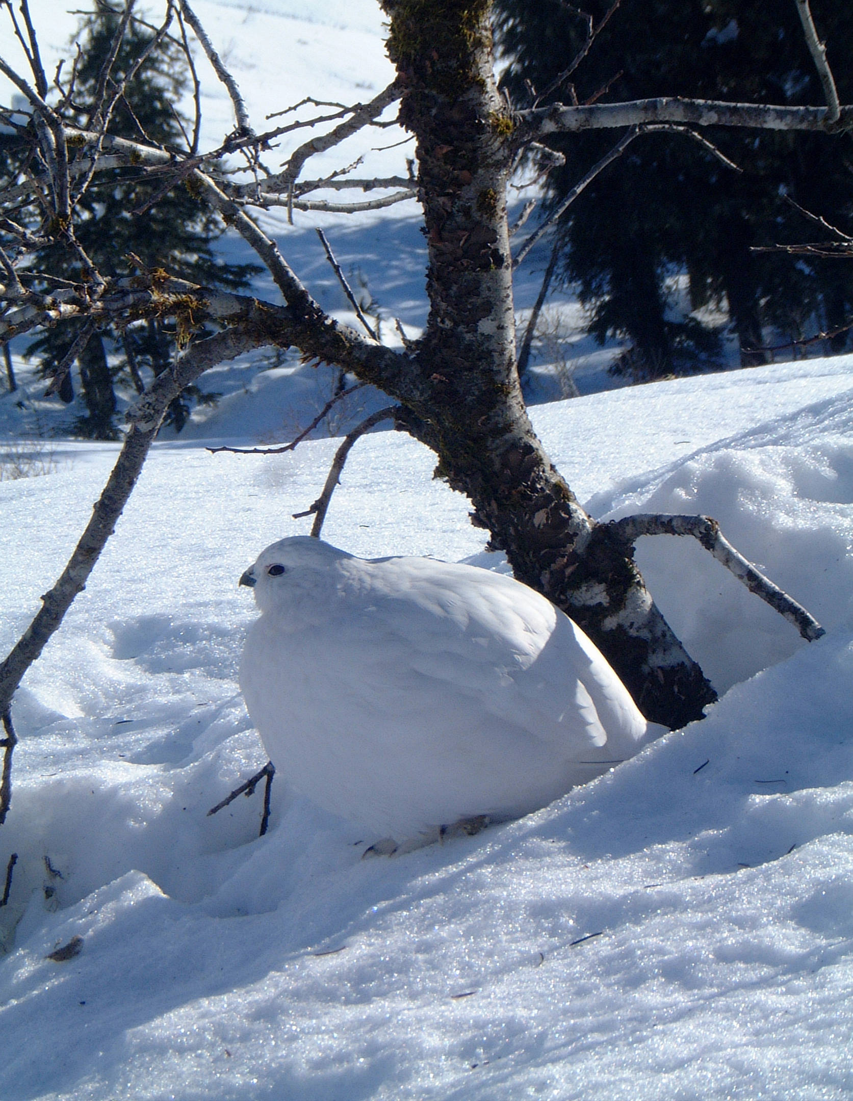 Courtesy Photo | Bob Armstrong                                 This willow ptarmigan rests between snacks of willow buds.