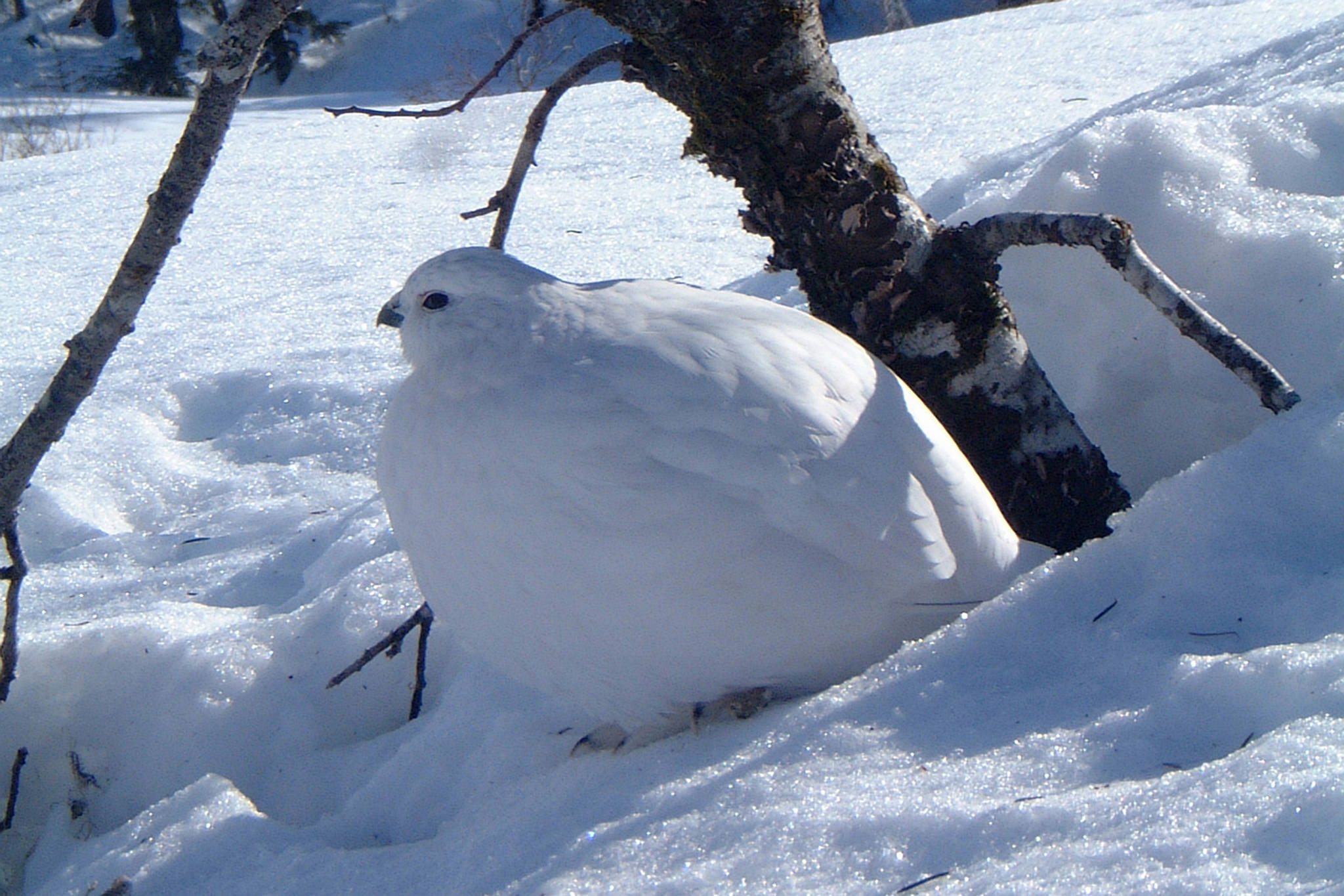 This willow ptarmigan is just resting, in between snacks of buds. (Courtesy Photo | Bob Armstrong)