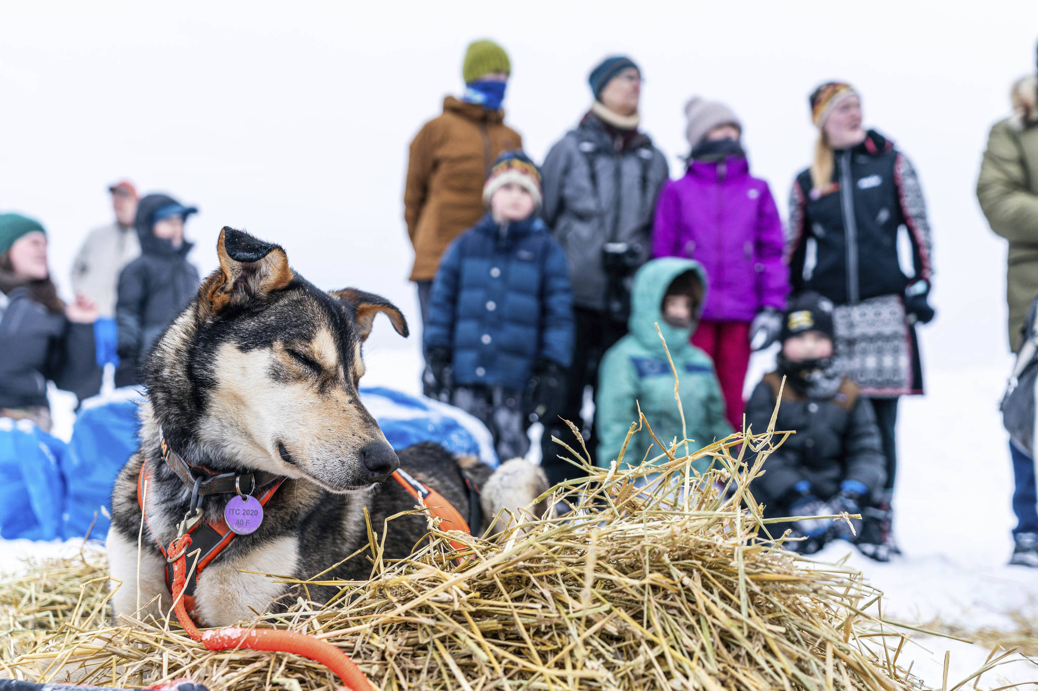 A dog in Thomas Waerner’s team rests in Unalakleet, Alaska, Sunday, March 15, 2020 during the Iditarod Trail Sled Dog Race. (Loren Holmes | Anchorage Daily News via AP)