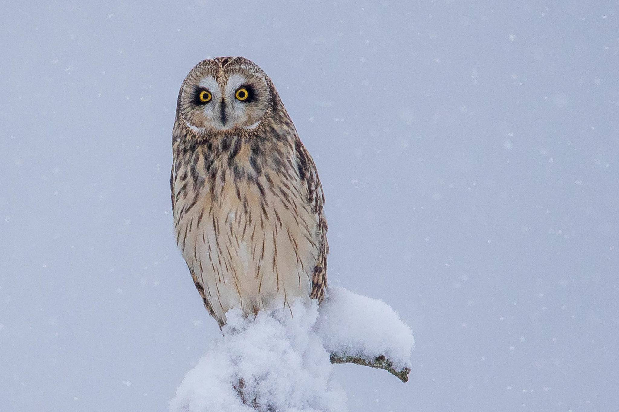 Courtesy Photo | Kerry Howard                                 A short-eared owl perches on a snowy limb. The owls can sometimes be spotted near the Juneau International Airport. They hunt both during the day and at night.