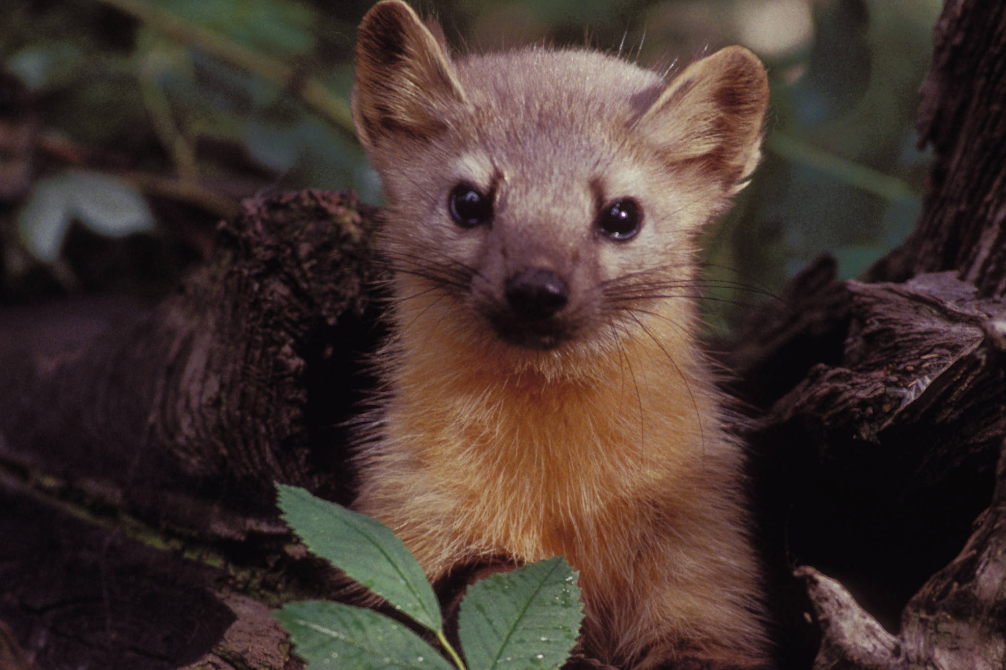 Courtesy Photo | U.S. Fish and Wildlife Service                                 Marten, similar to the one in this photo, are one of nine species of weasel native to Alaska. Marten and fisher are particularly associated with forests.