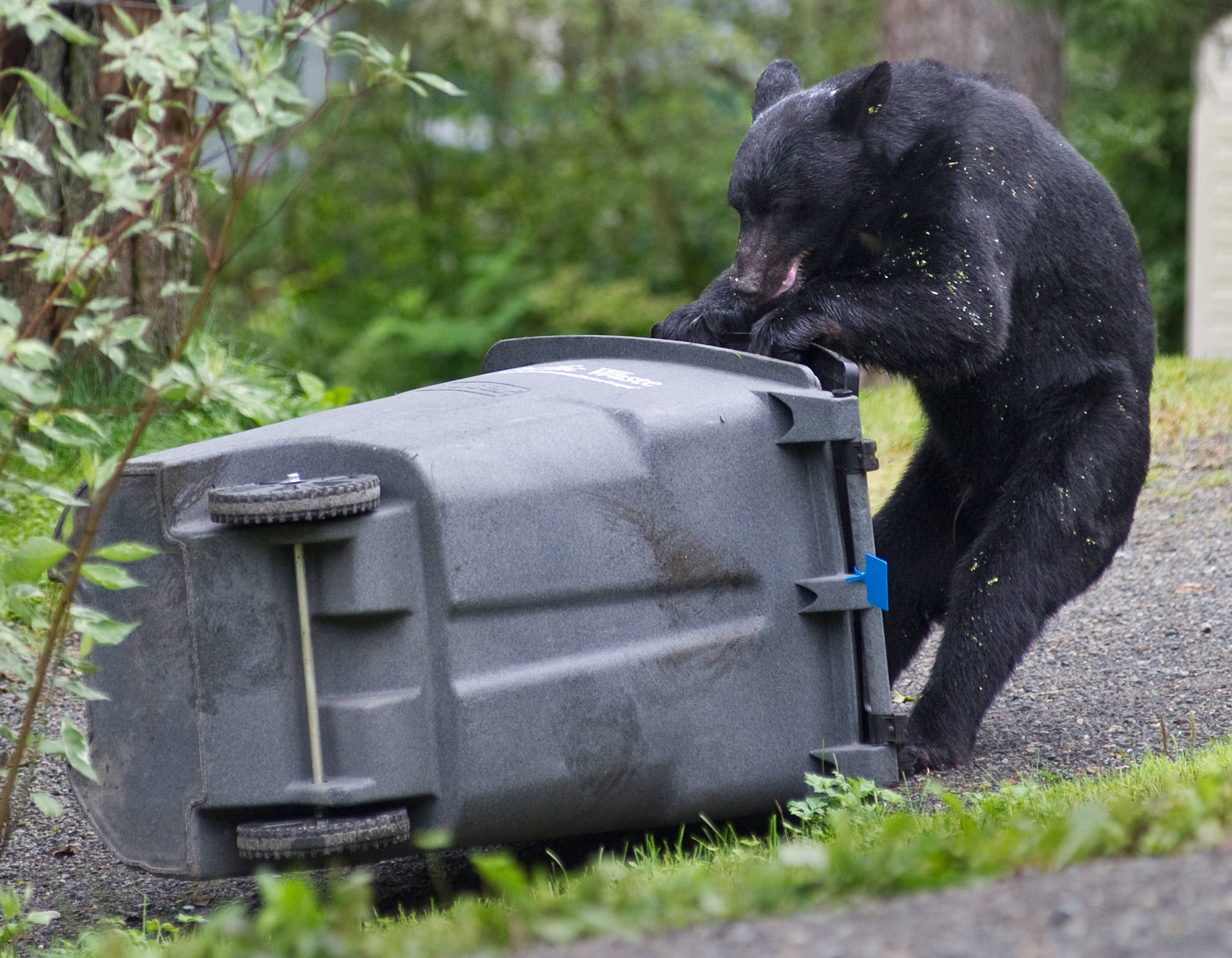 A black bear sow attempts to open a Pacific Waste garbage container in the Bonnie Brae subdivision on Douglas Island in July 2013. Water and wasted service won’t be discontinued for Juneauites in light of the ongoing pandemic. (Michael Penn | Juneau Empire file)