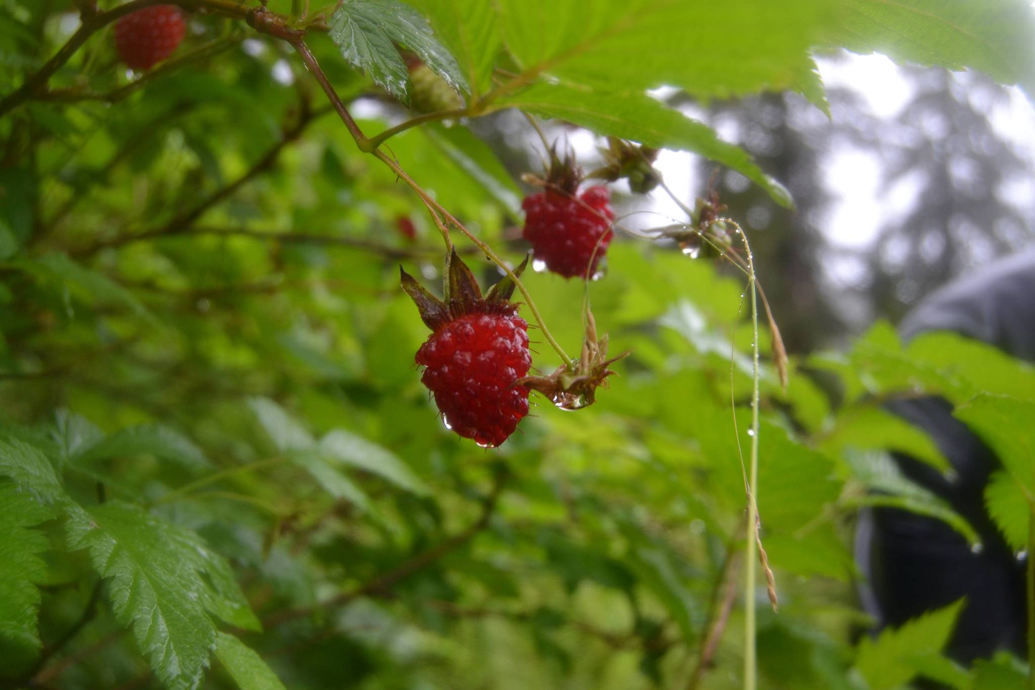 Salmonberries hang fat from a bush on a recent summer. (Courtesy Photo | Mary Catharine Martin)