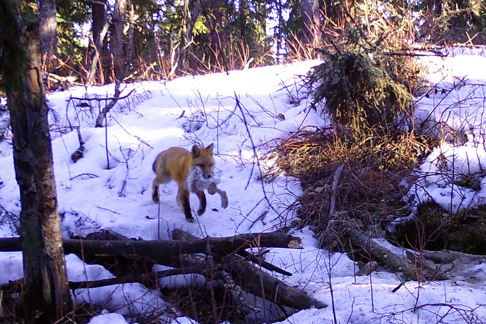 A male red fox returns to a den with a snowshoe hare. (Courtesy Photo | Ned Rozell)