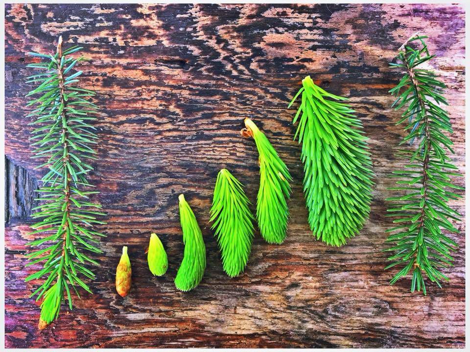 Spruce tips, seen here in various stages, are all edible but vary in flavor greatly. (Vivian Faith Prescott | For the Capital City Weekly)