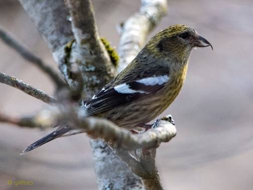 A white-winged Crossbill perches near the Mendenhall Wetlands, Sunday, March 19. (Courtesy Photo | Kenneth Gill)