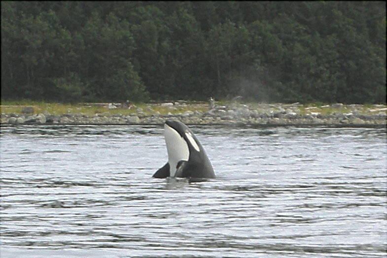 A large orca spy watches at Point Retreat in mid-July a few years ago. (Courtesy Photo | Kurt Kogita)