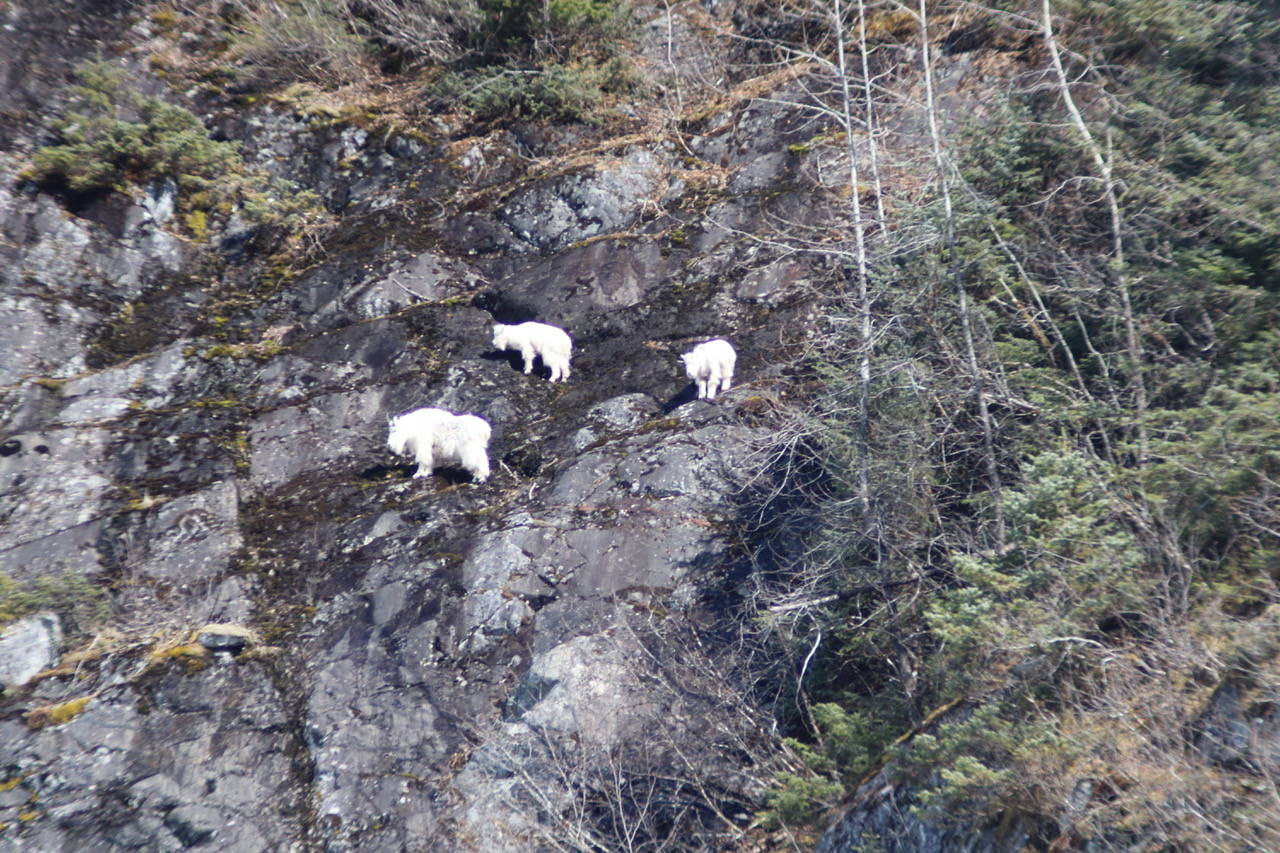 Mountain goats stand near Nugget Falls on April 18, 2020. (Courtesy Photo | Carolyn Kelley)