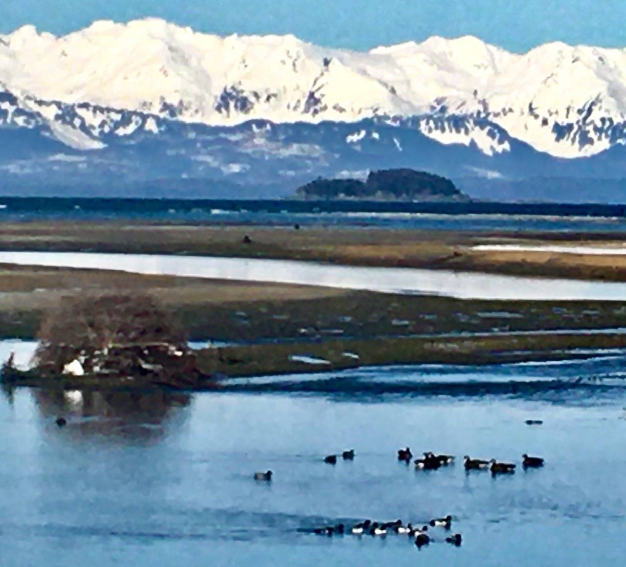 Seabirds and Canada geese enjoy Eagle River with the Chilkats in the background. (Courtesy Photo | Denise Carroll)
