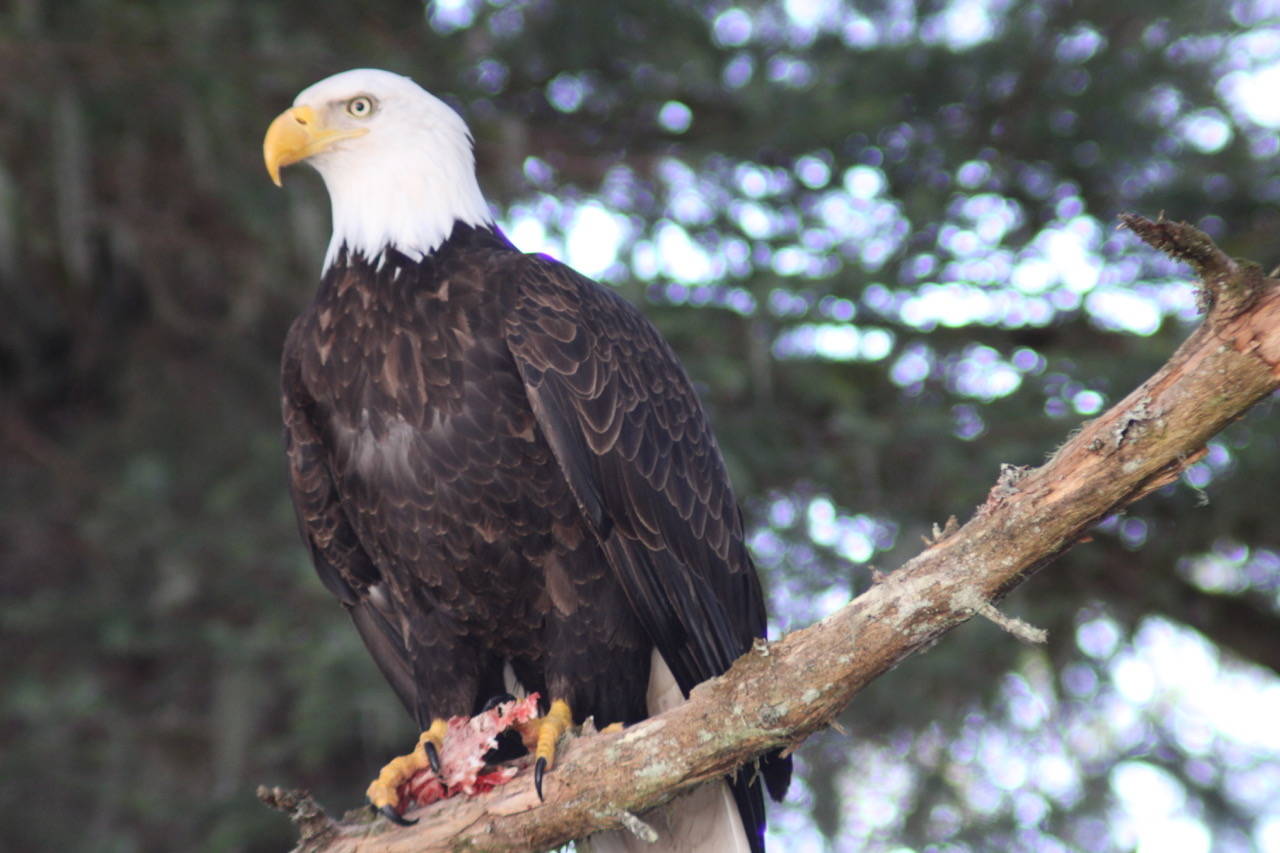 An eagle is perched with its meal at Eagle Beach, March 17. Courtesy Photo | Carolyn Kelley)